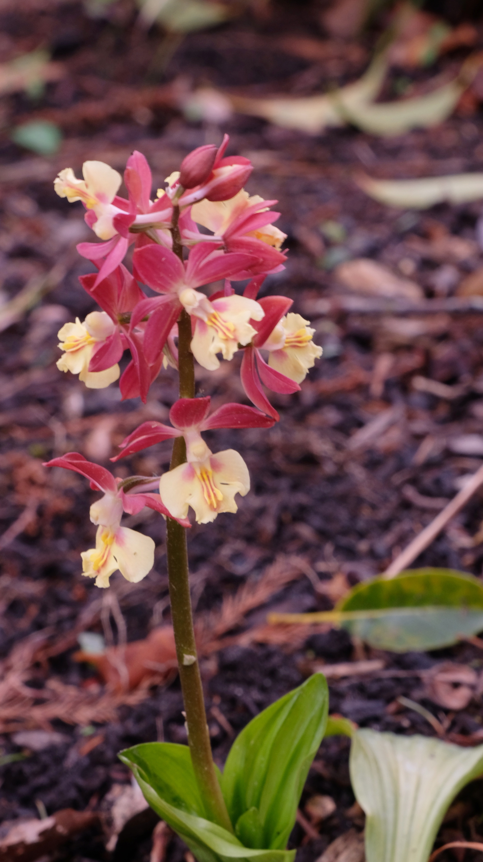 Calanthe 'Kojima Flame' @ JLBG
