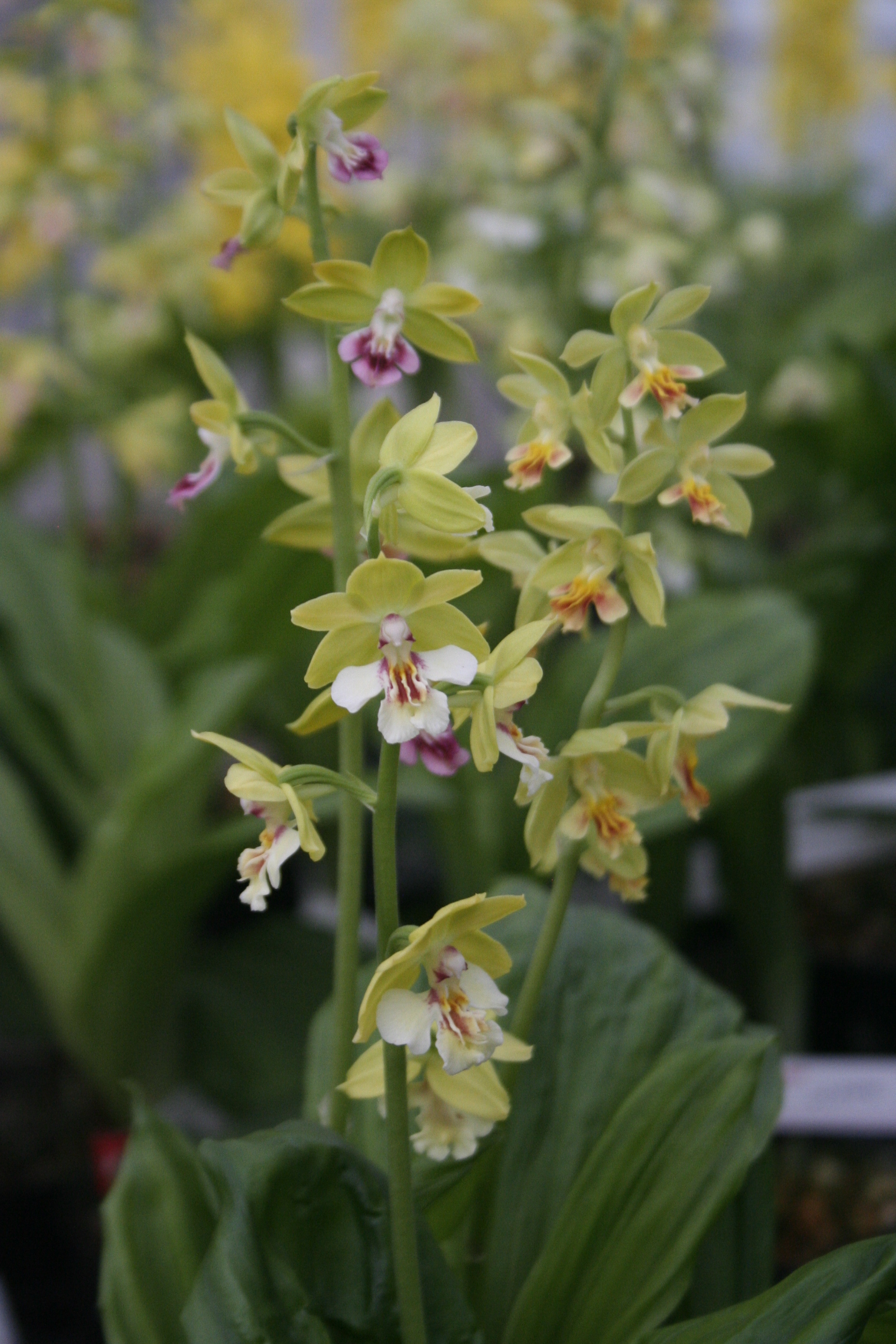 Calanthe 'Kojima Green' (Takuya Izumi)