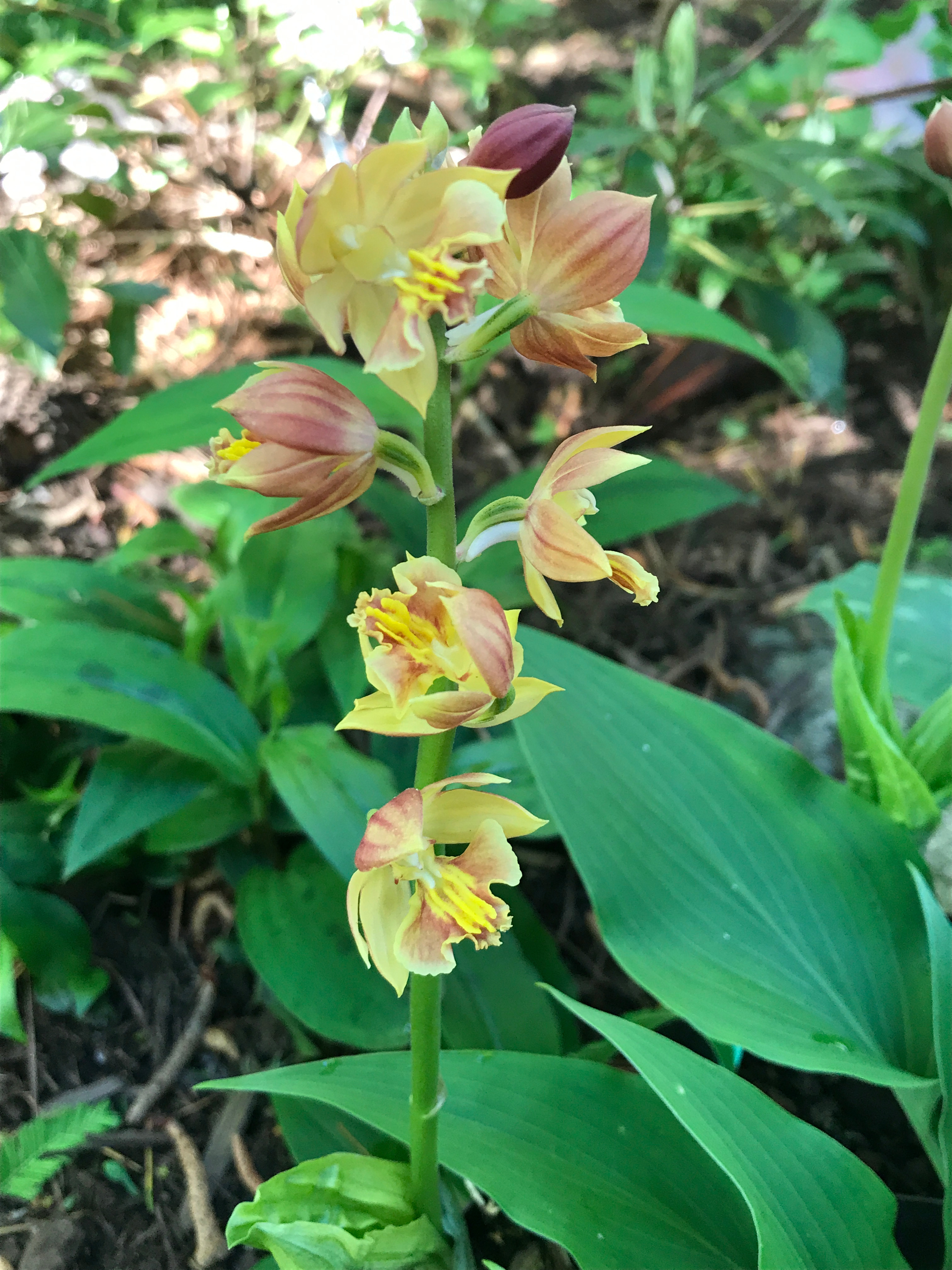 Calanthe 'Kojima Orange' @ JLBG (C. Hardison)