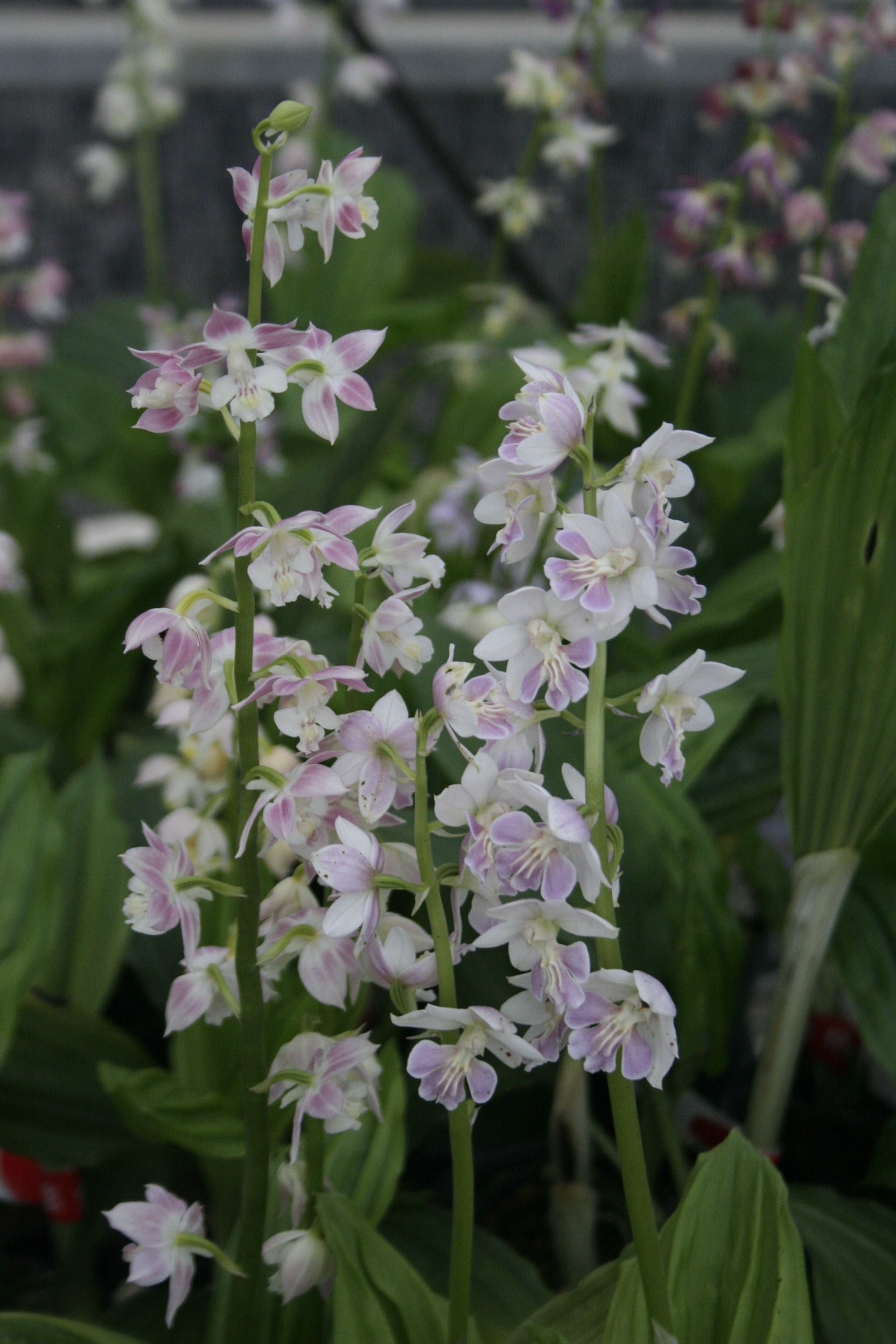 Calanthe 'Kojima Pink' (Takuya Izumi)
