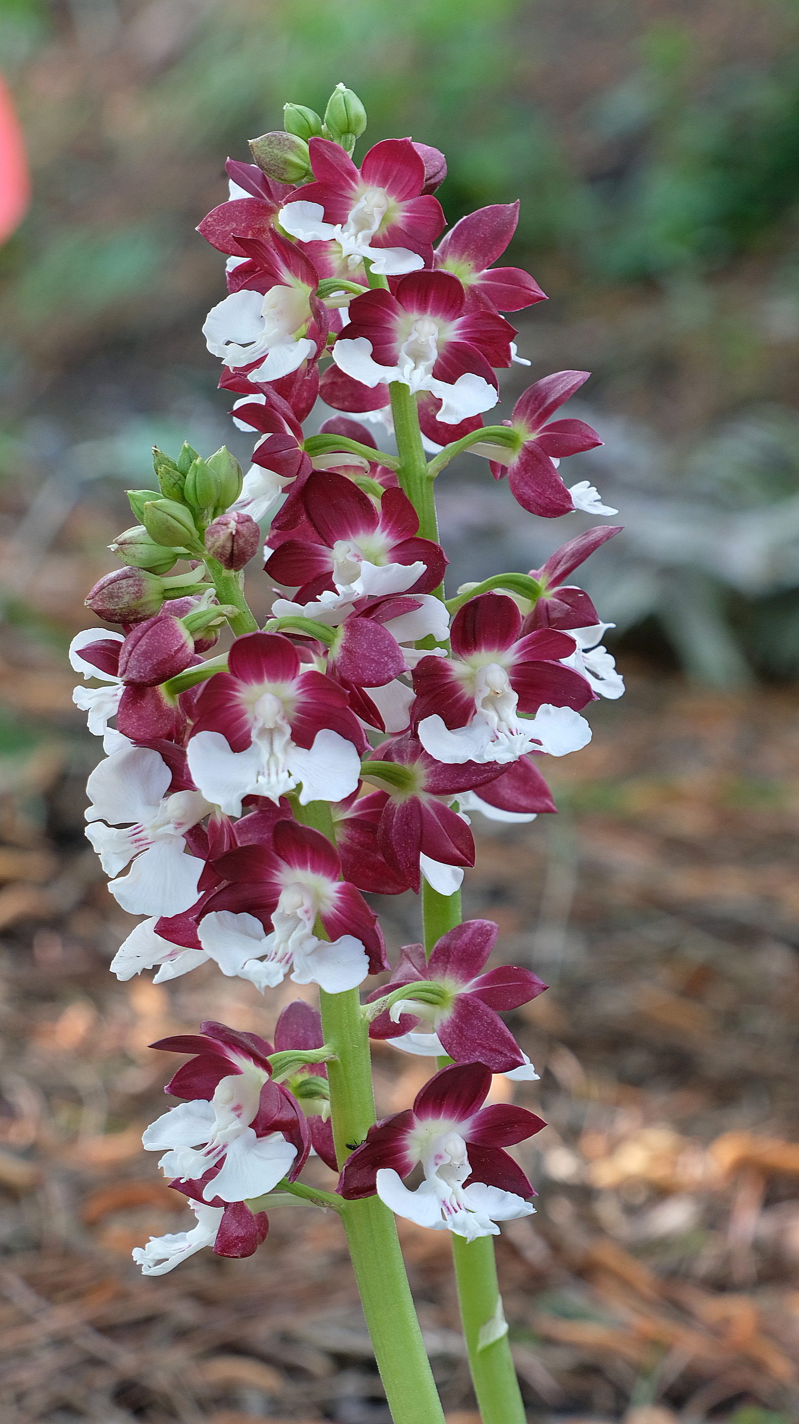 Calanthe 'Kojima Red' @ JLBG