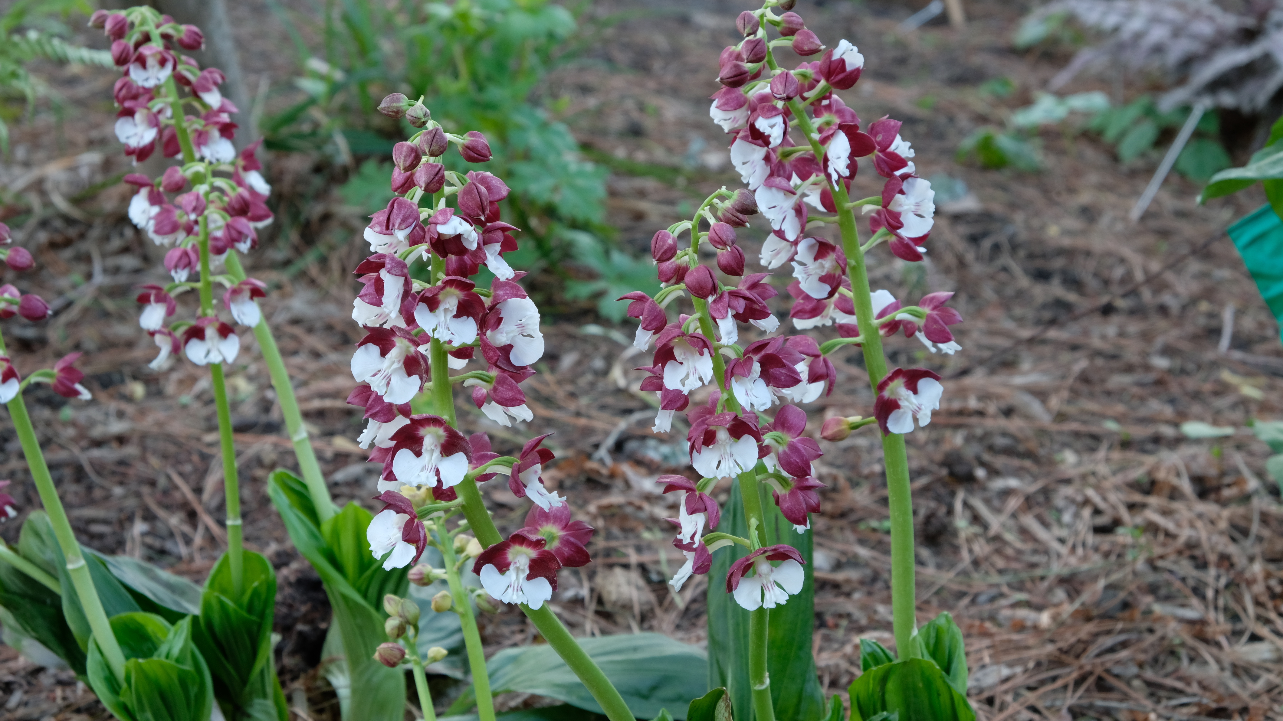 Calanthe 'Red Riding Hood' @ JLBG - a JLBG clonal selection from the Japanese Kojima Red strain 