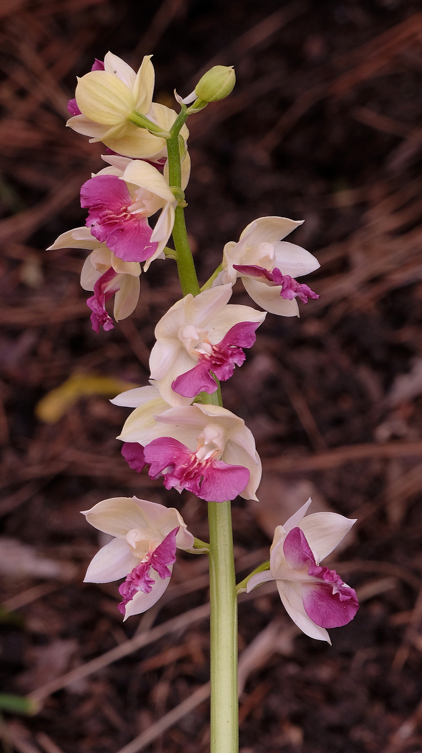 Calanthe 'Kojima Violet' @ JLBG

