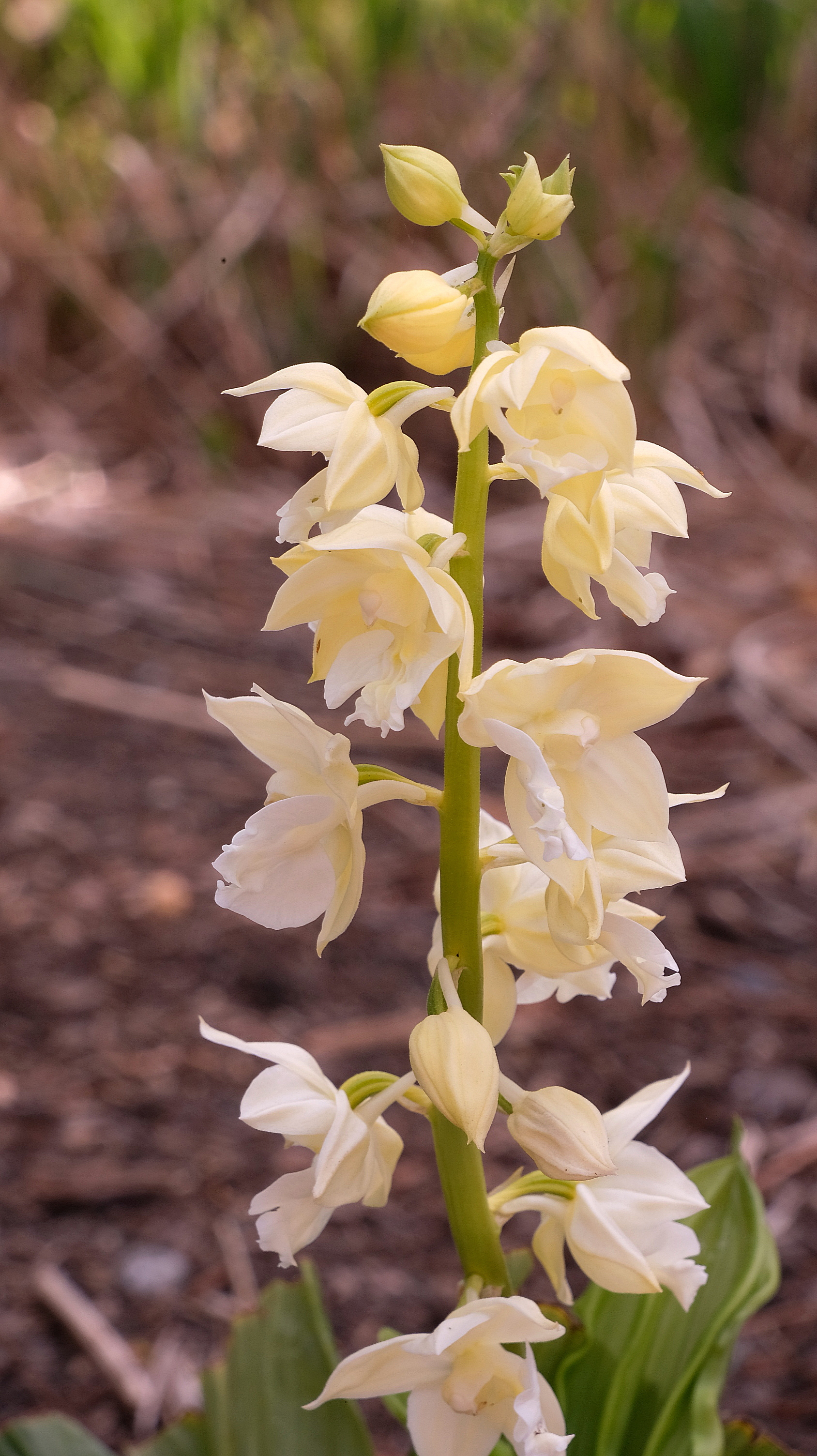 Calanthe 'Kojima White' @ JLBG
