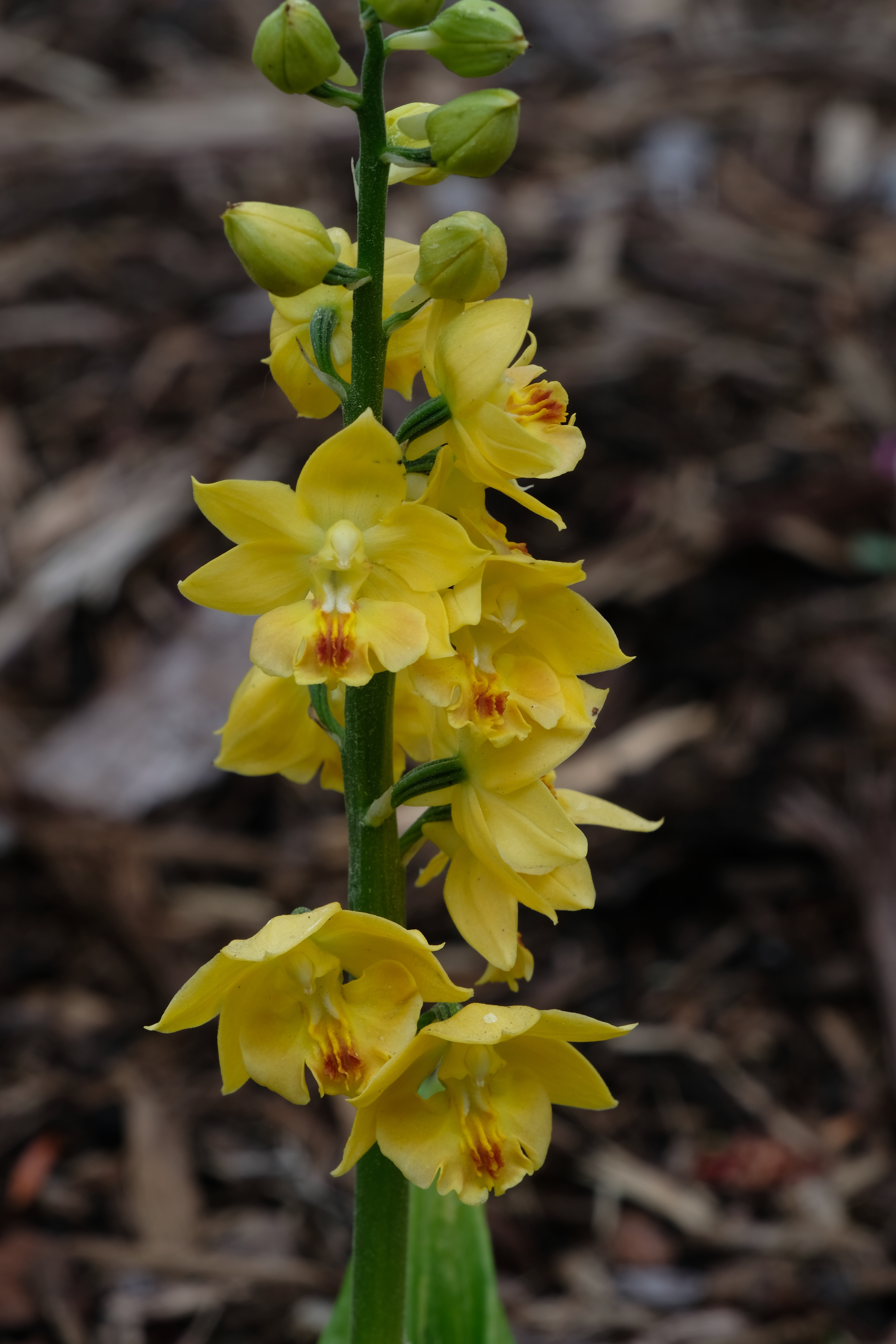 Calanthe 'Kojima Yellow' @ JLBG

