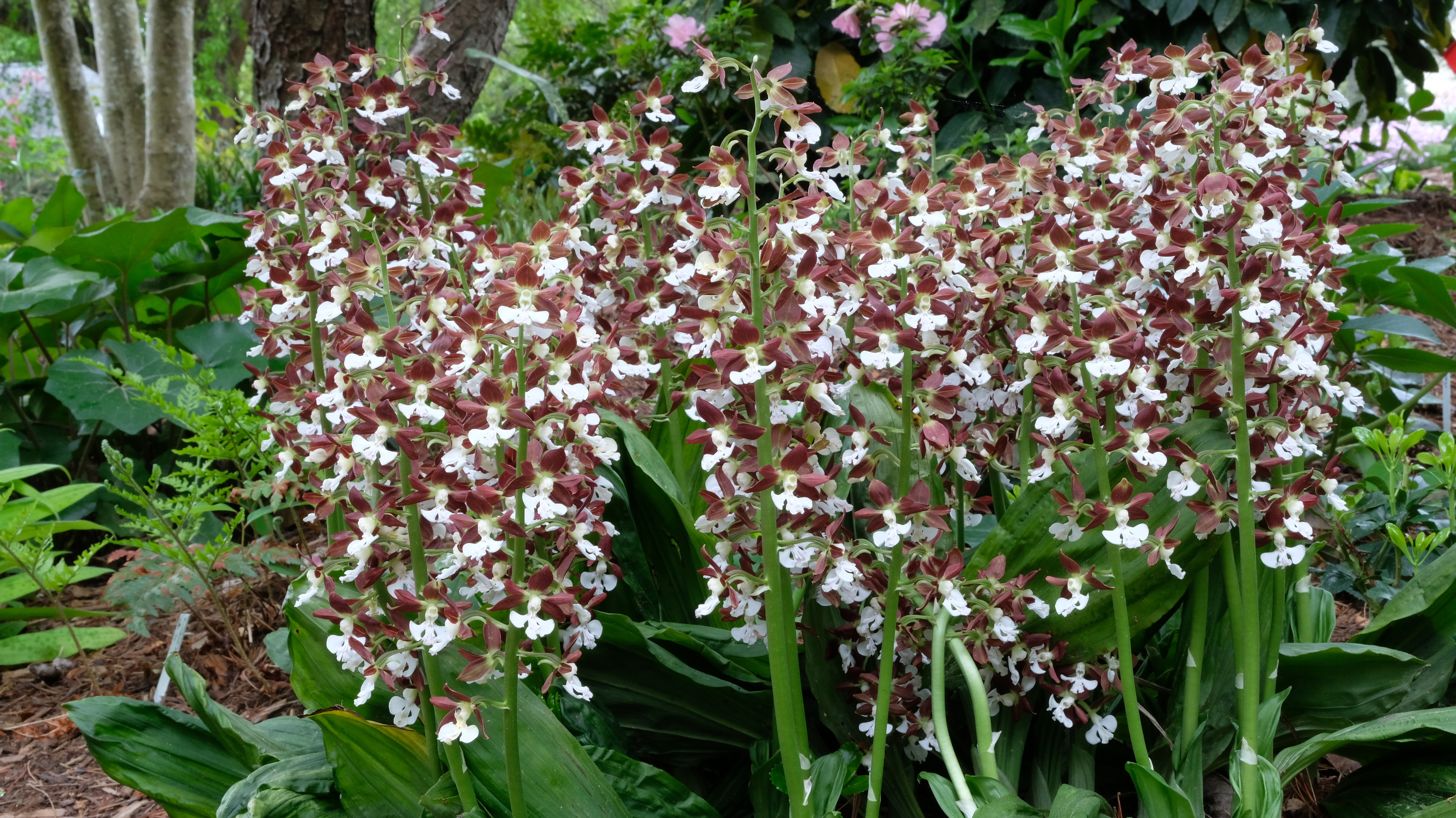 Calanthe discolor 'Candy Dish' @ JLBG - a JLBG selection