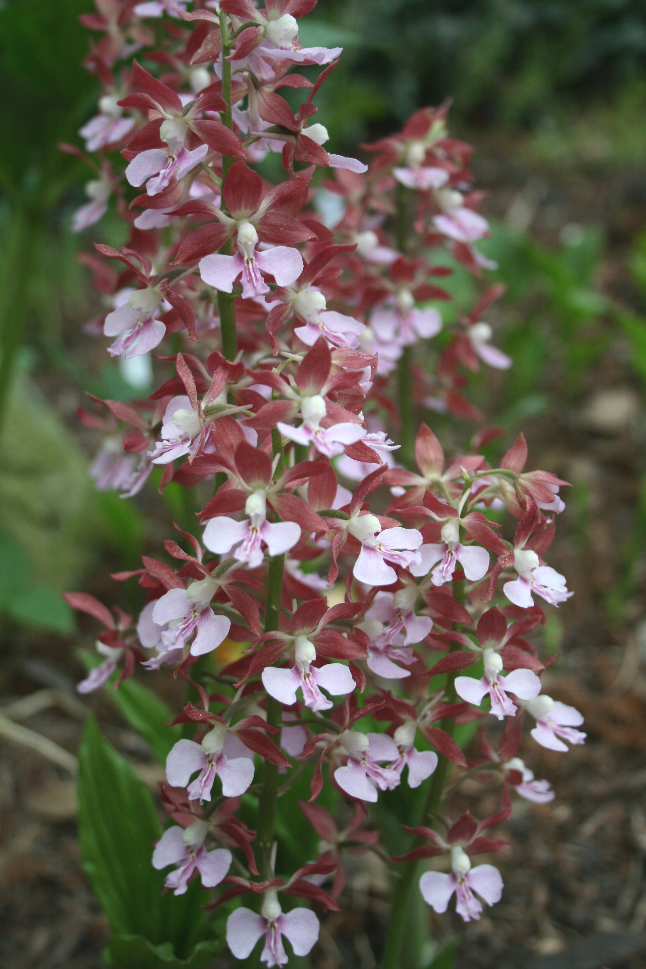 Calanthe 'Cinnamon Spice' - a JLBG selection from the Japanese Kozu Spice strain (C. discolor x C. izu-insularis)