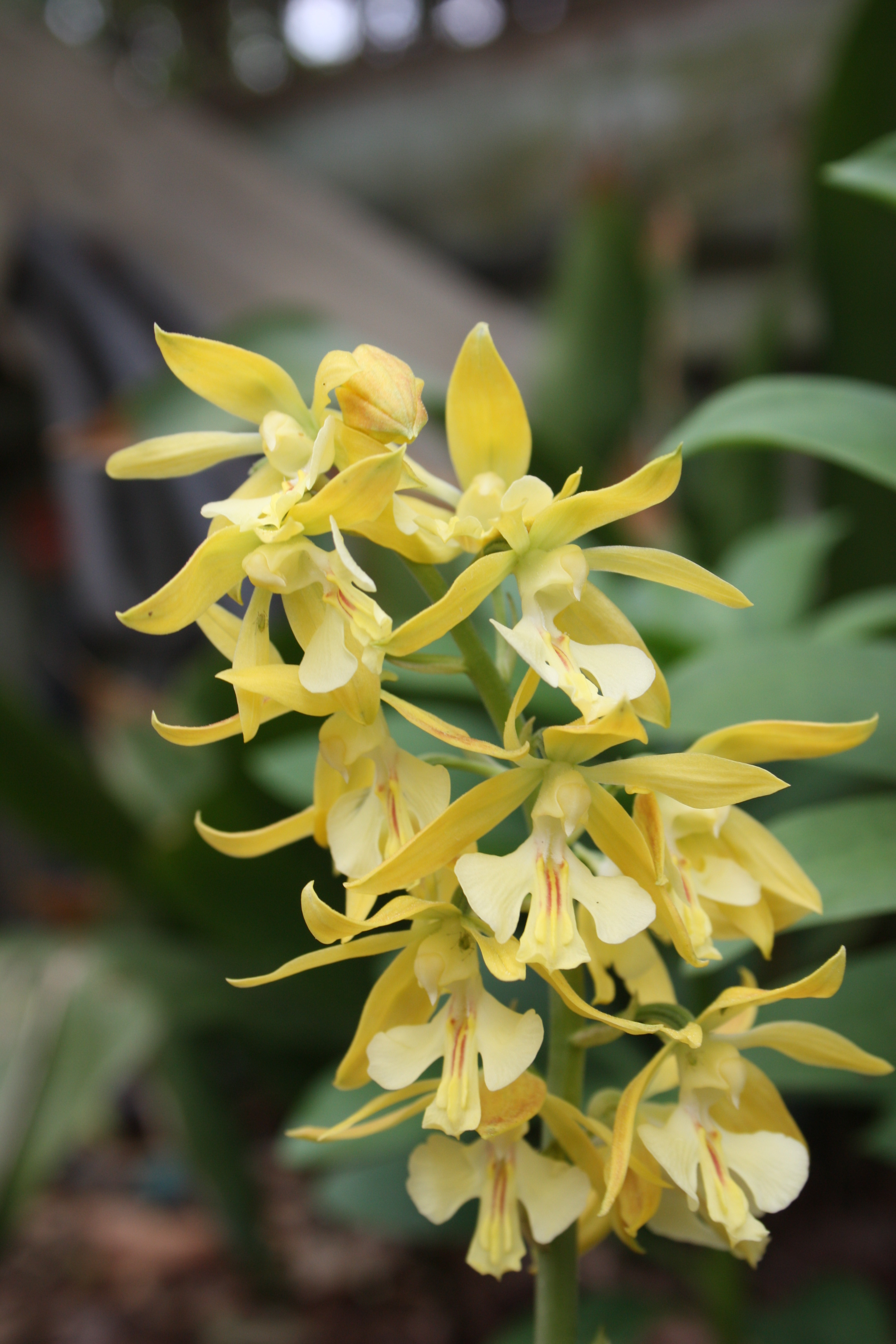 Calanthe 'Mellow Yellow' - a JLBG selection from the Japanese Kozu Spice strain (C. discolor x C. izu-insularis)
