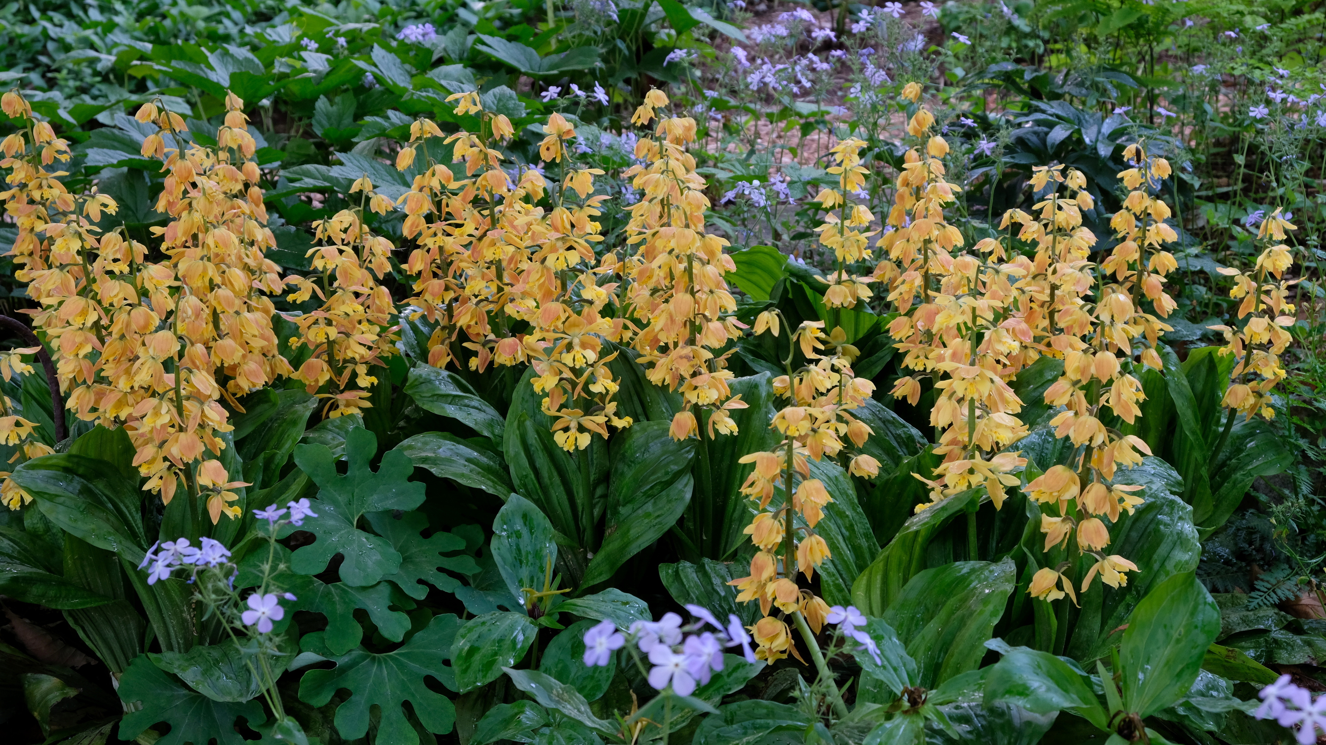Calanthe 'Golden Treasure' @ JLBG - a JLBG selection from the Japanese Takane strain (C. discolor x sieboldii)