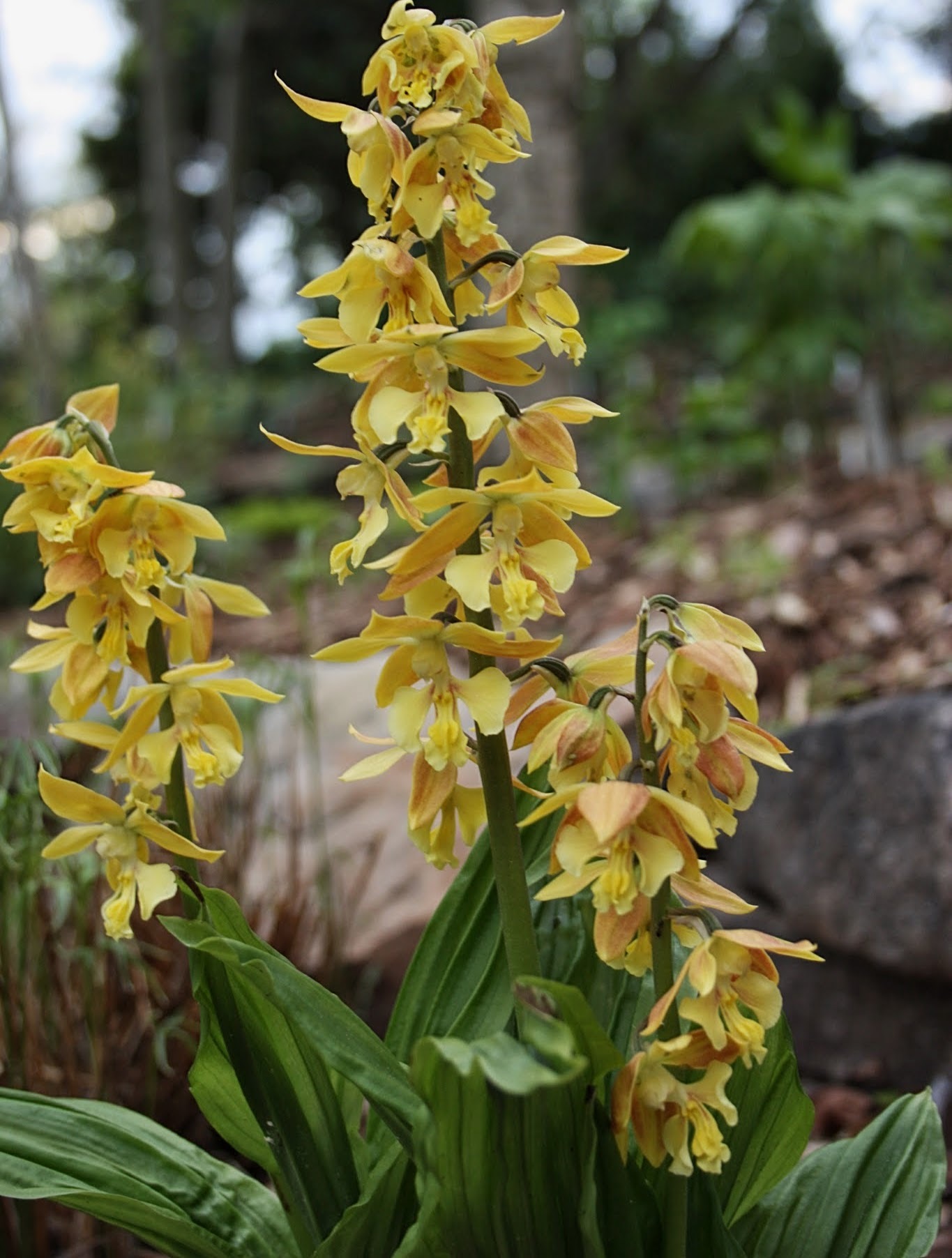 Calanthe 'Golden Treasure' @ JLBG - a JLBG selection from the Japanese Takane strain (C. discolor x sieboldii)