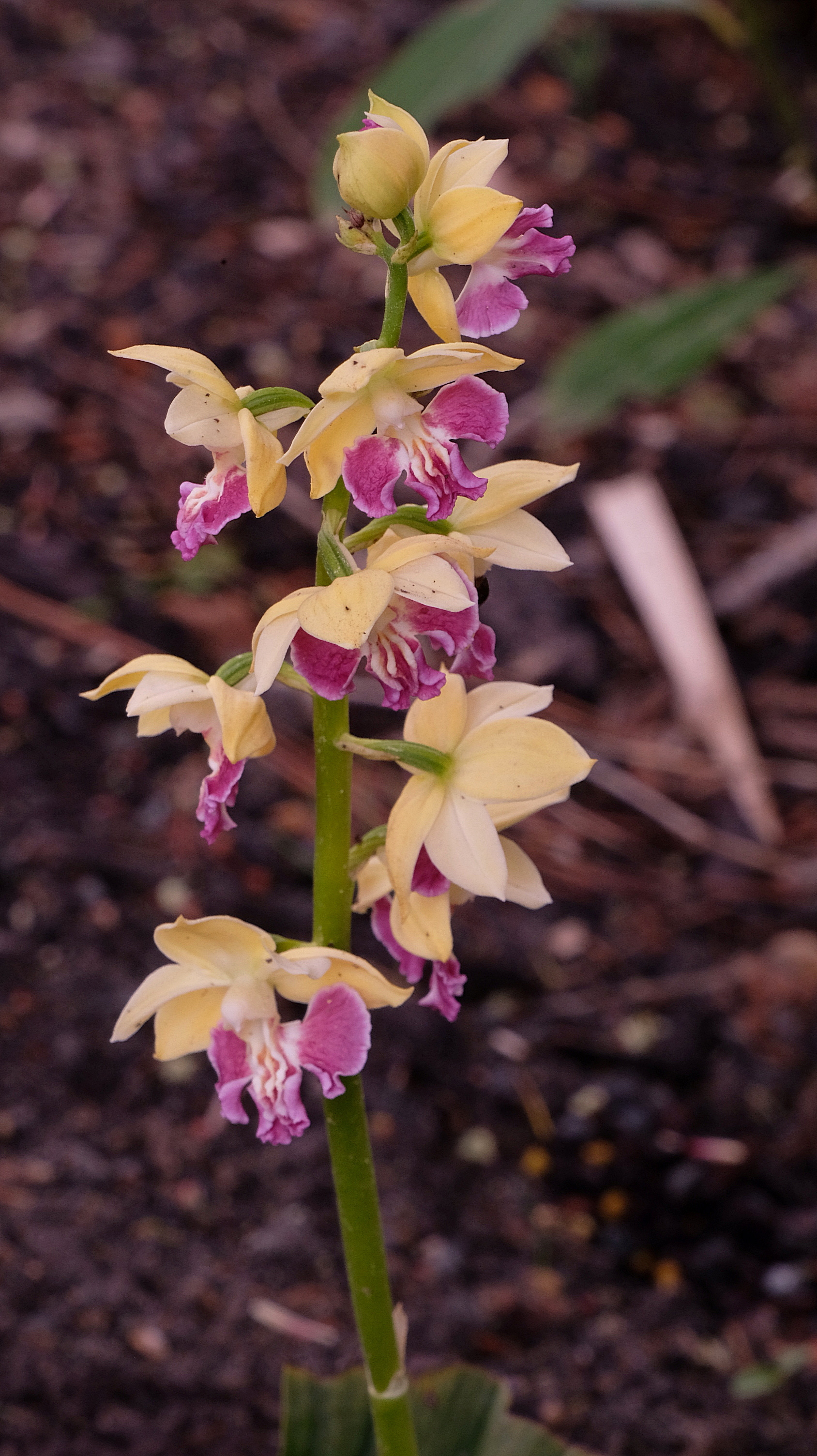 Calanthe 'Yellow Lipstics'
