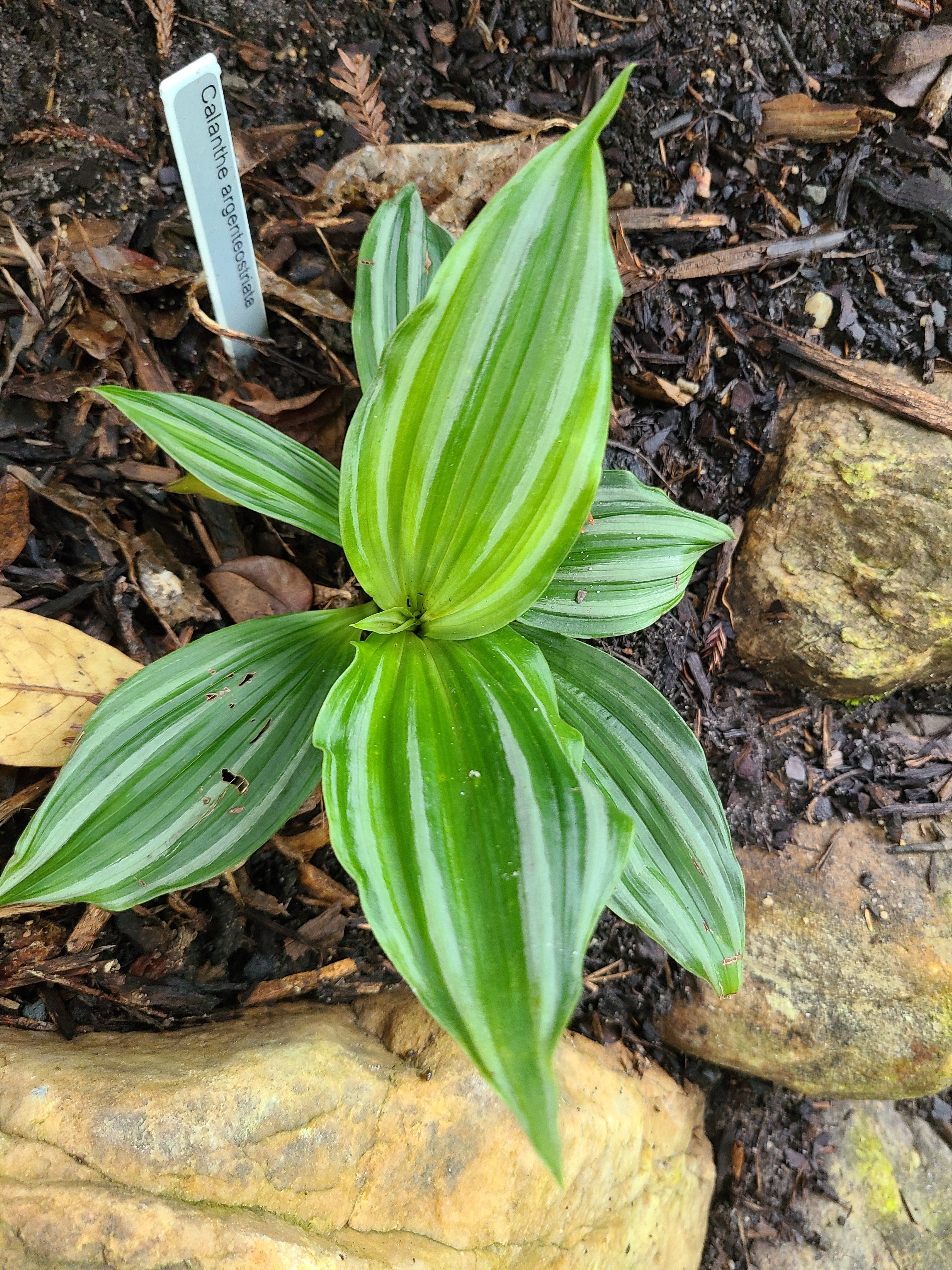 Calanthe argenteostriata @ JLBG