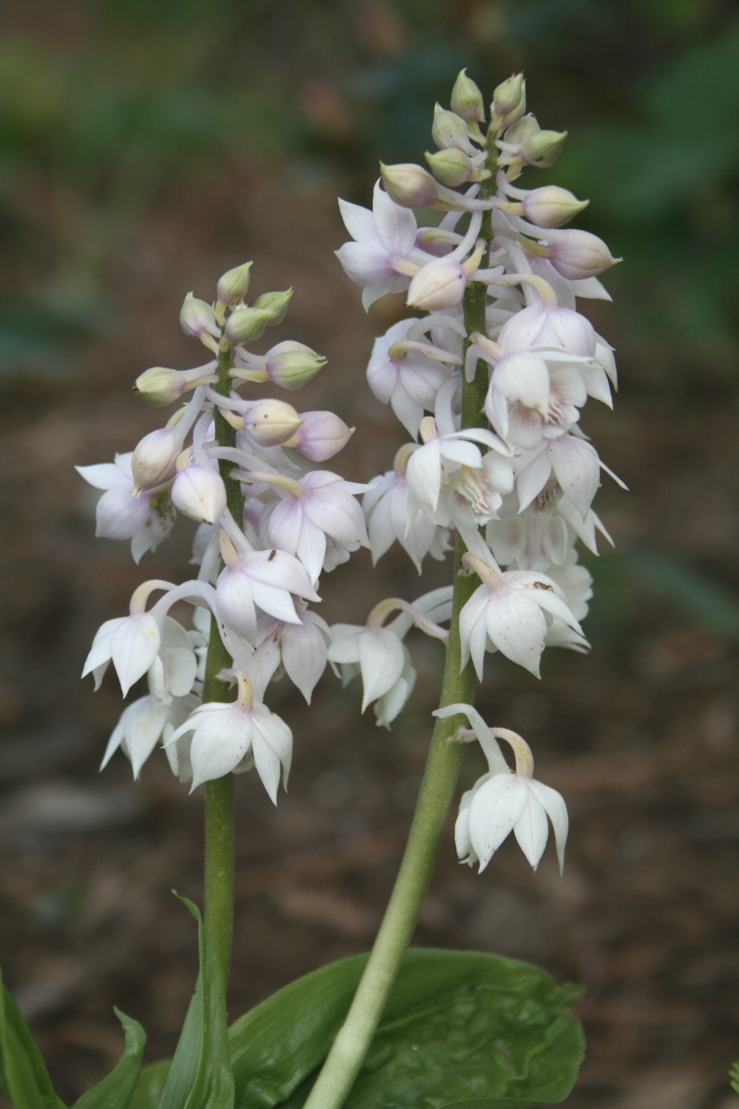 Calanthe aristulifera @ JLBG
