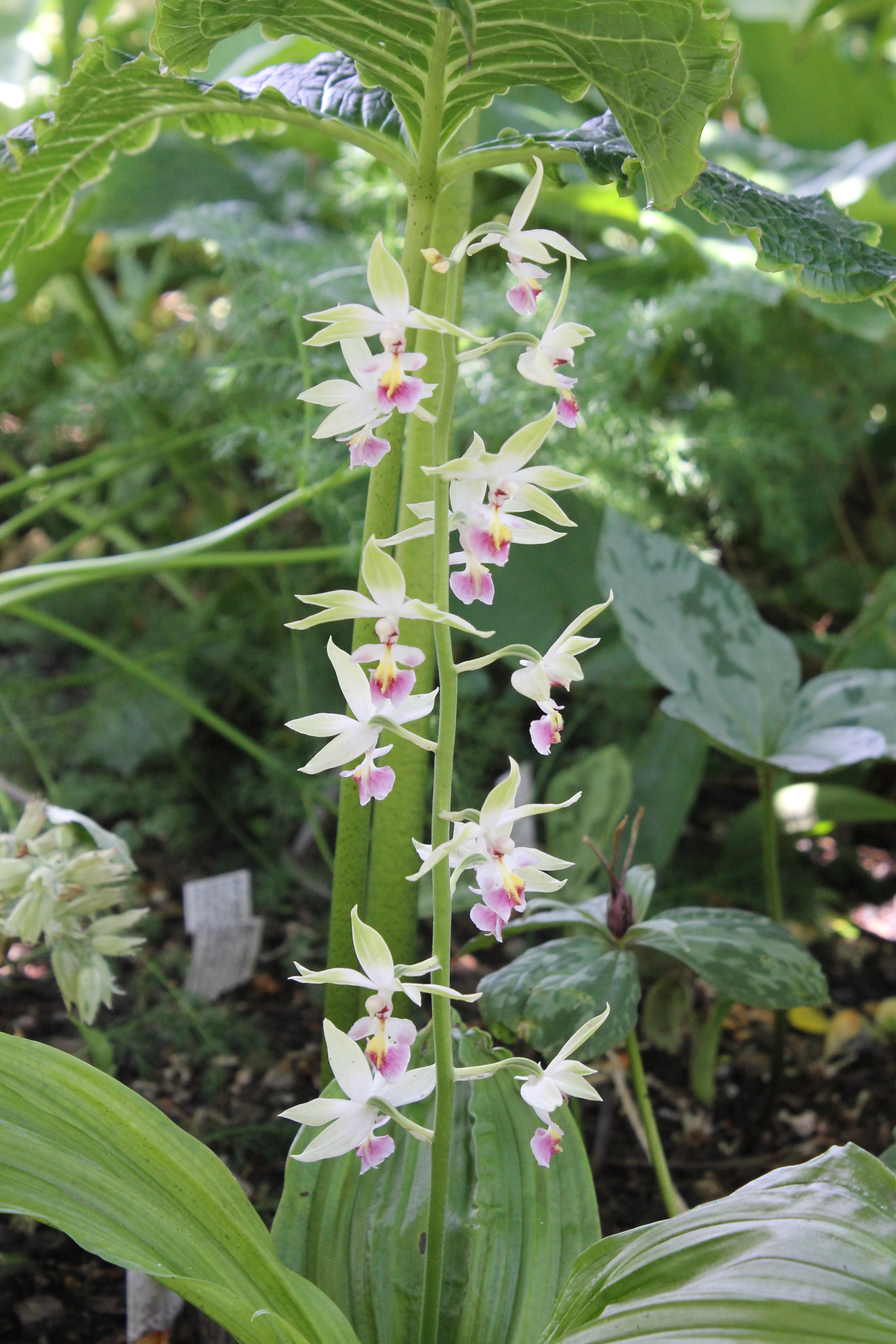 Calanthe brevicornu @ at Ulf Sill Gdn, Denmark