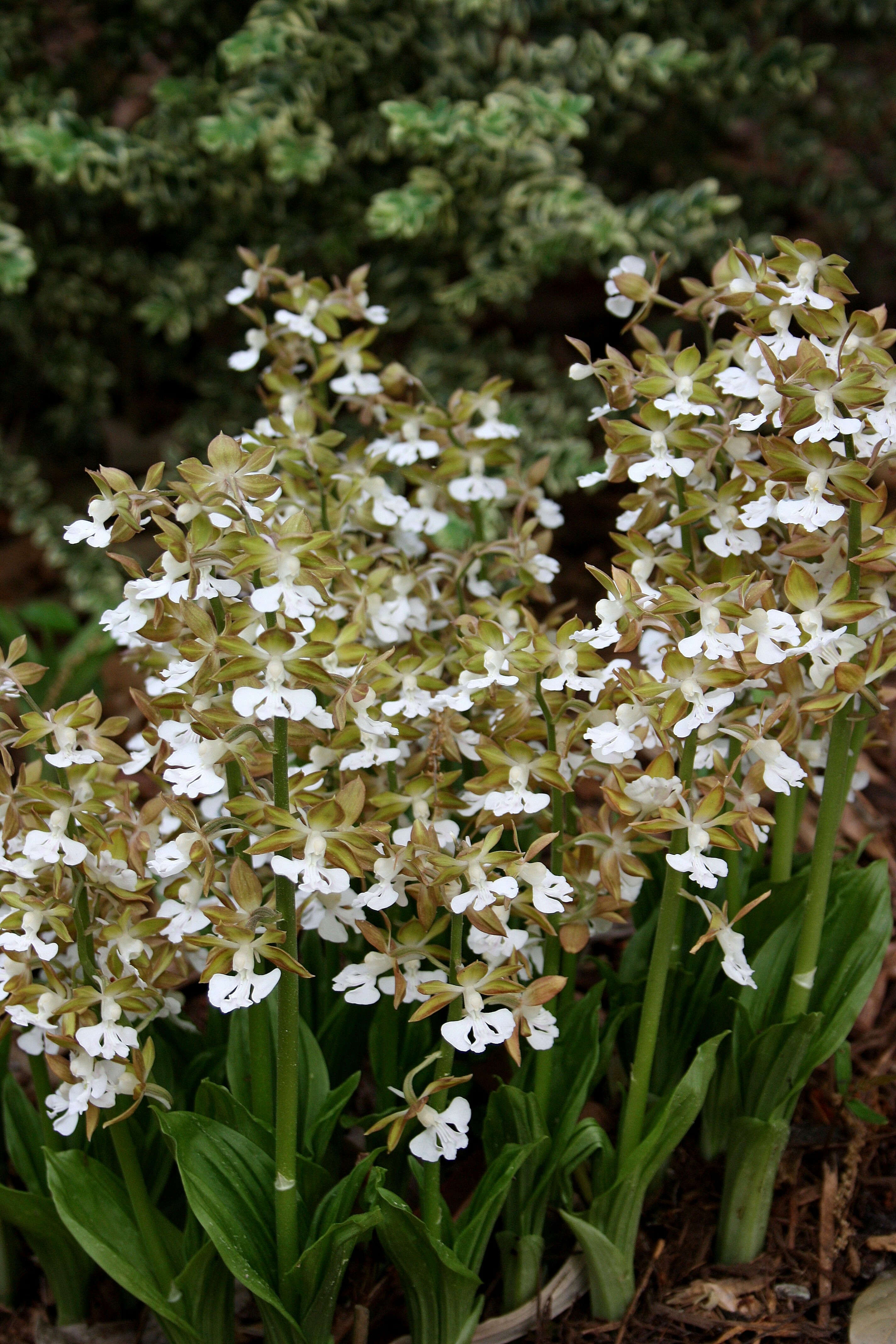 Calanthe discolor 'Eco White' @ JLBG - a Don Jacobs selection