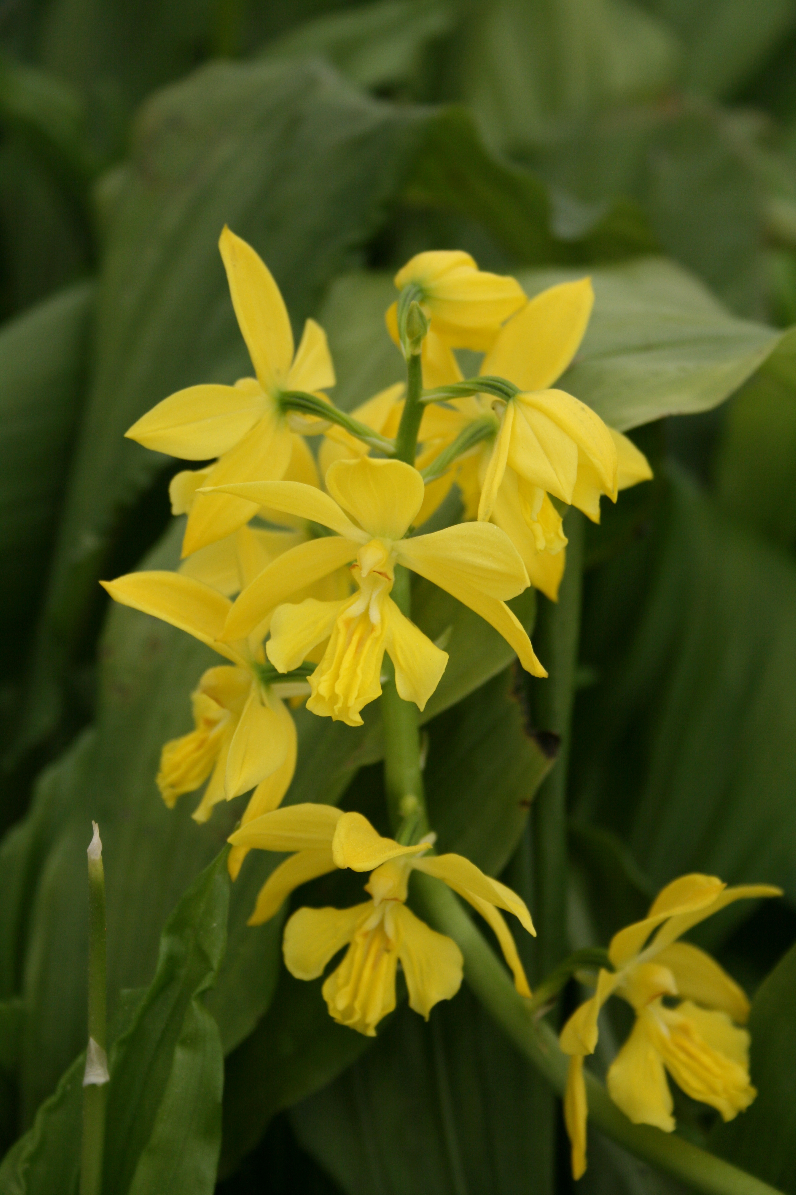 Calanthe kawakamiense @ JLBG
