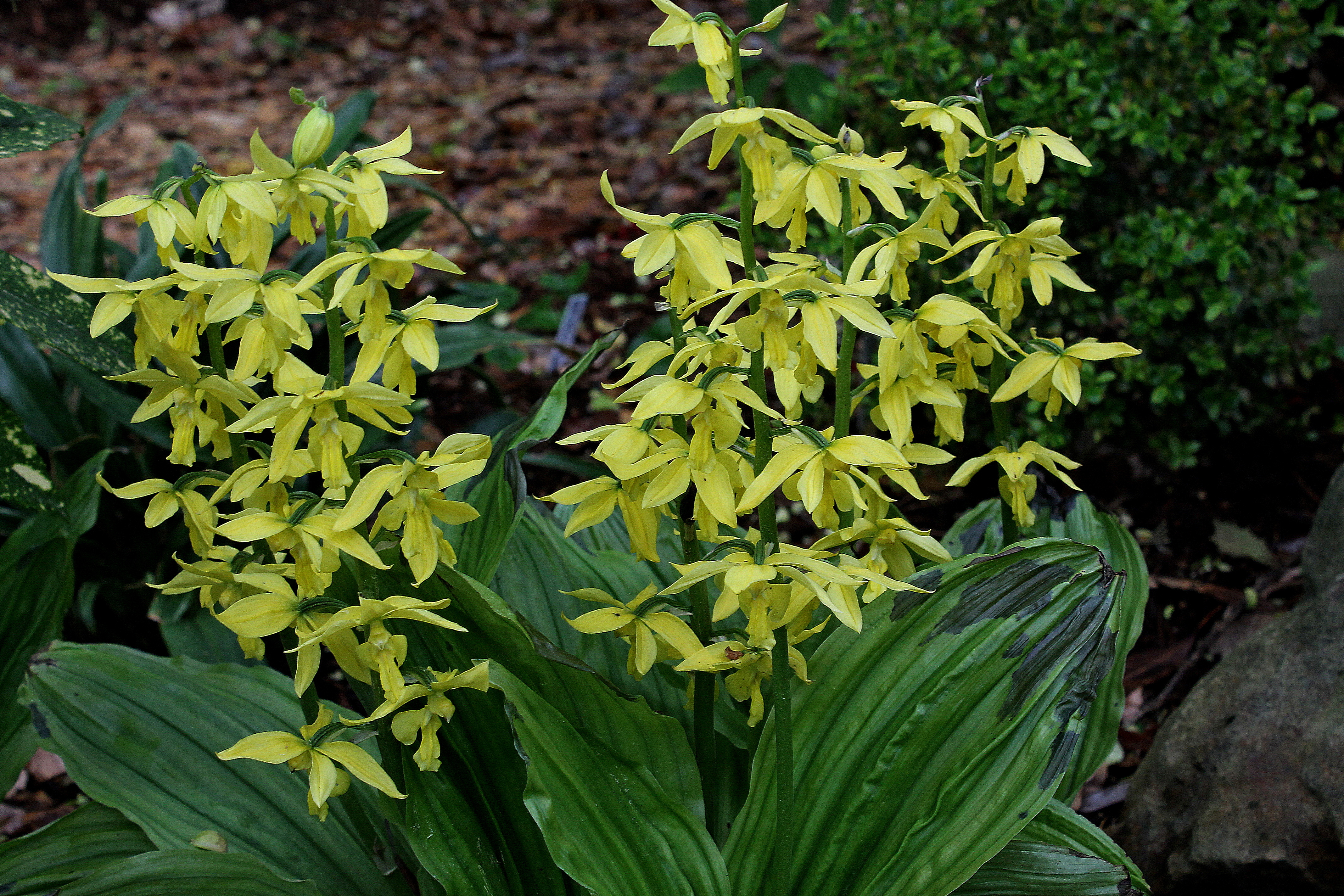 Calanthe sieboldii @ JLBG