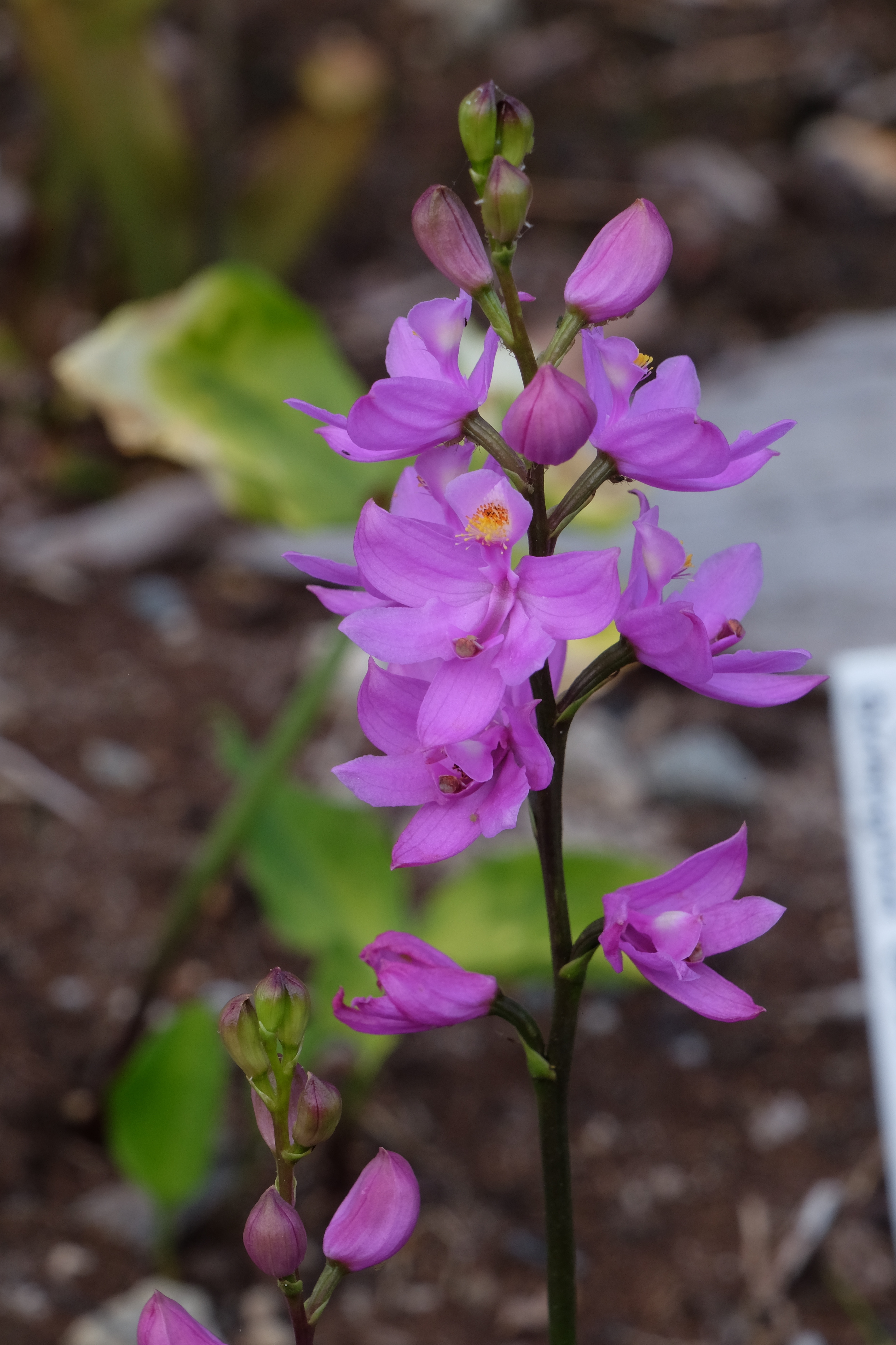 Calopogon 'Fluffy' @ JLBG
