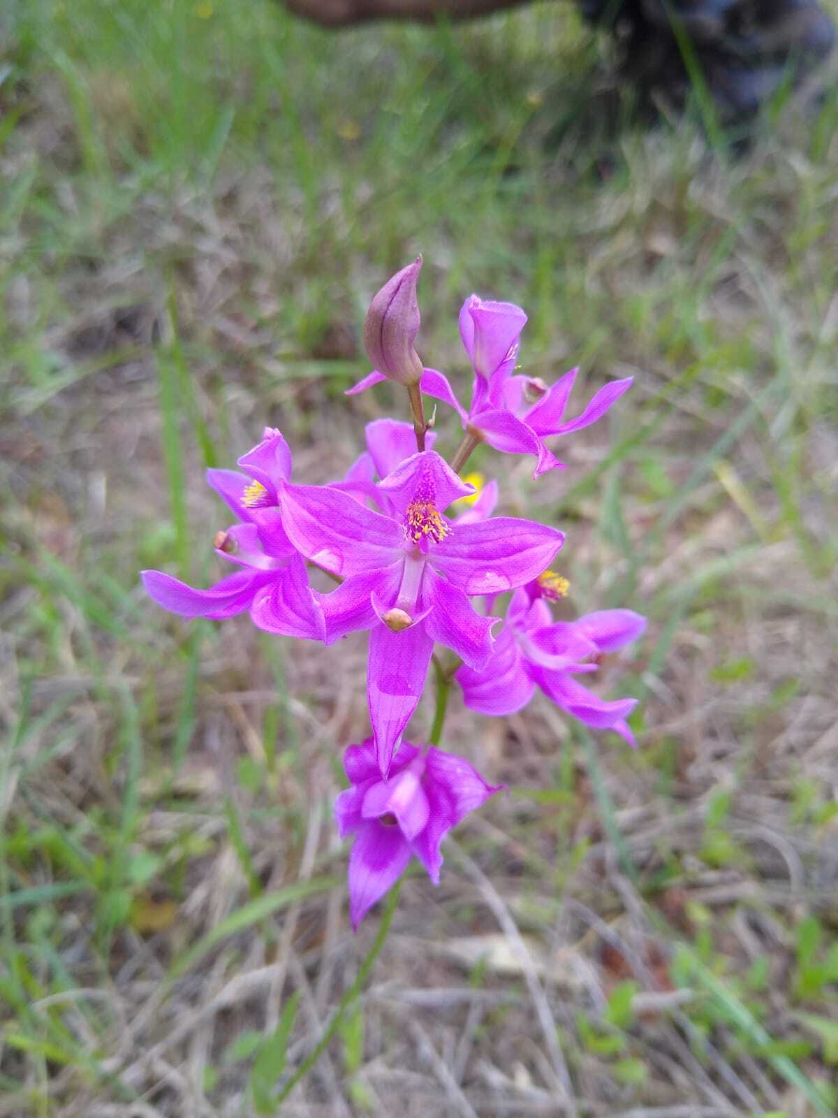 Calopogon oklahomensis in situ (W. Roitsch)
