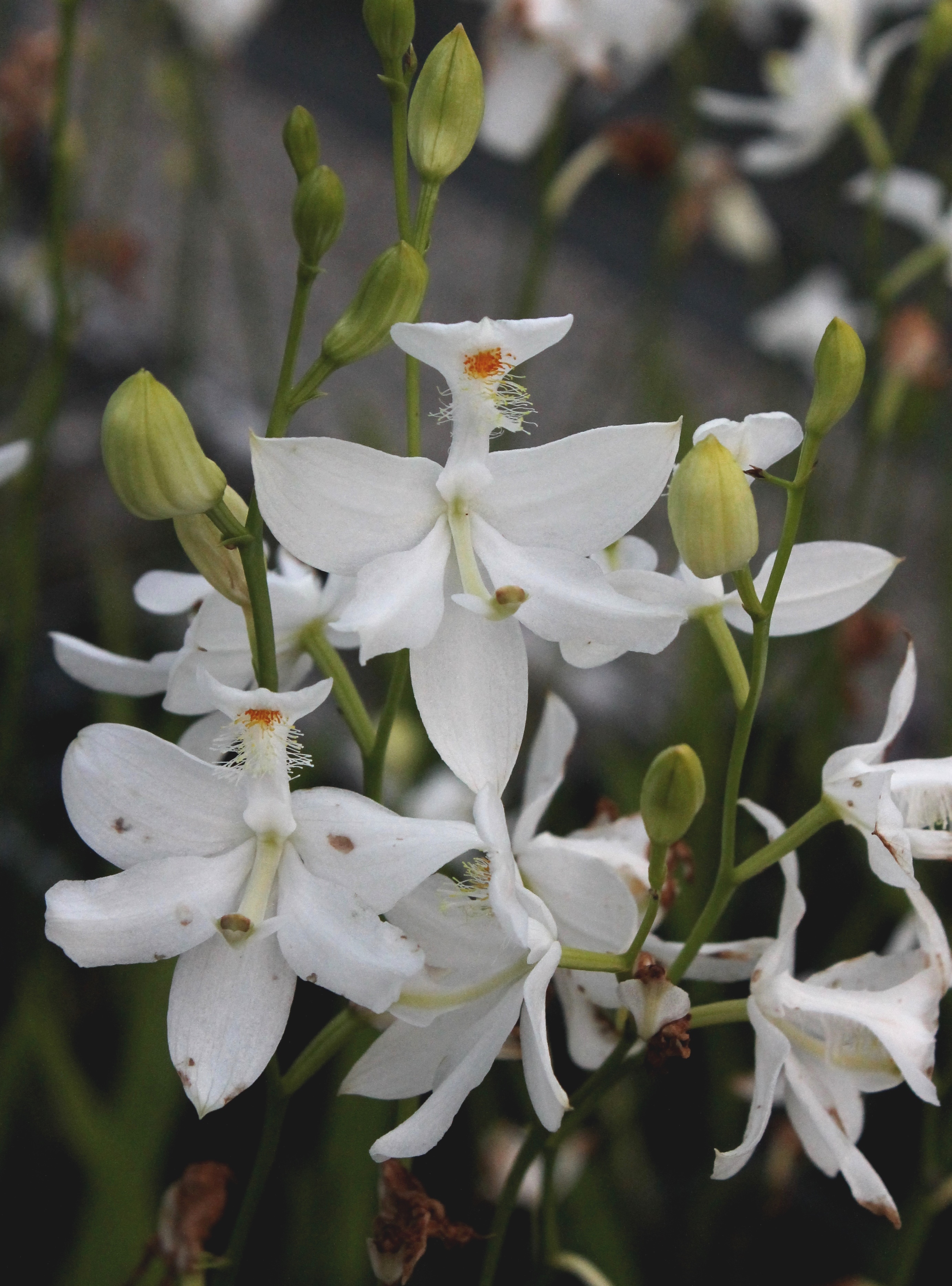 Calopogon tuberosa 'Alba' @ JLBG
