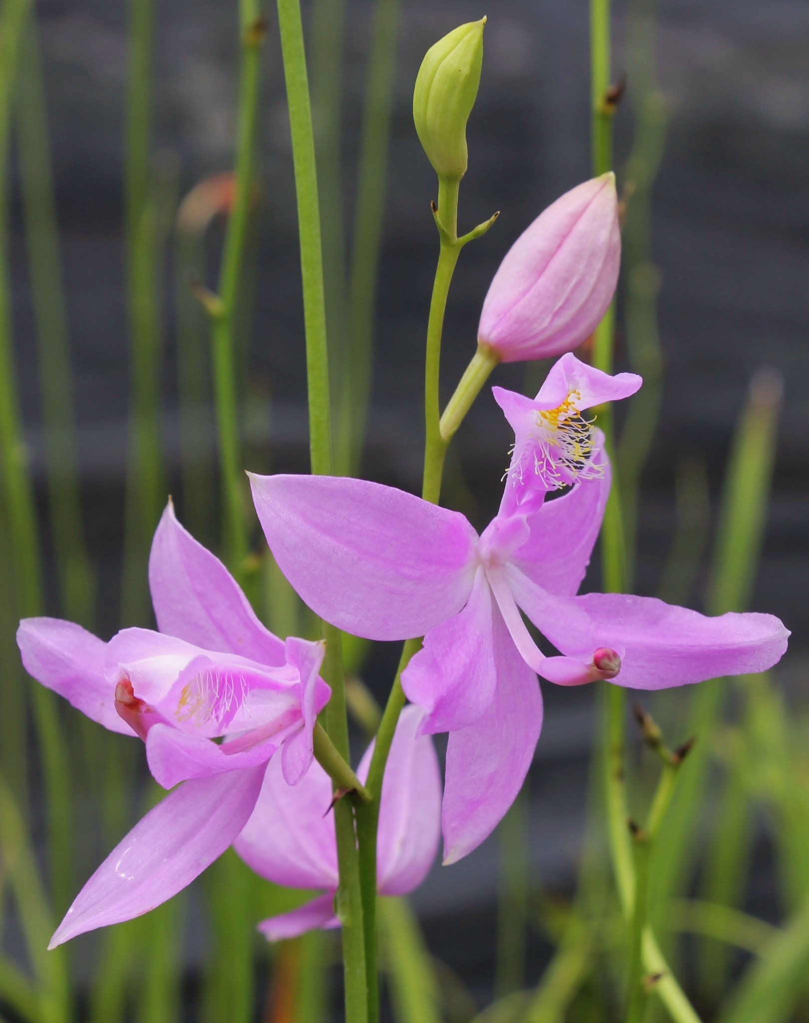 Calopogon tuberosa @ JLBG
