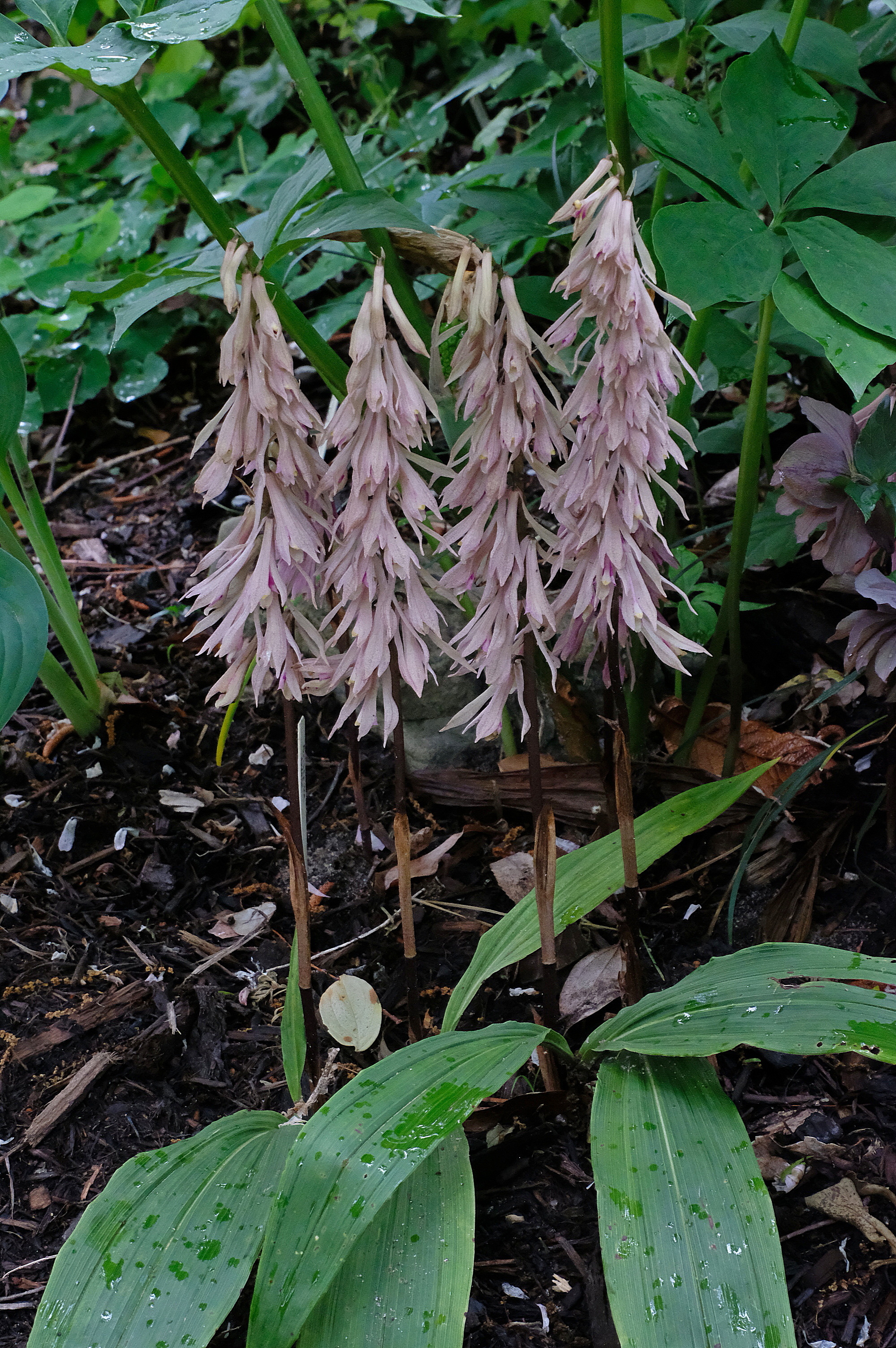 Cremastra appendiculata in flower @ JLBG