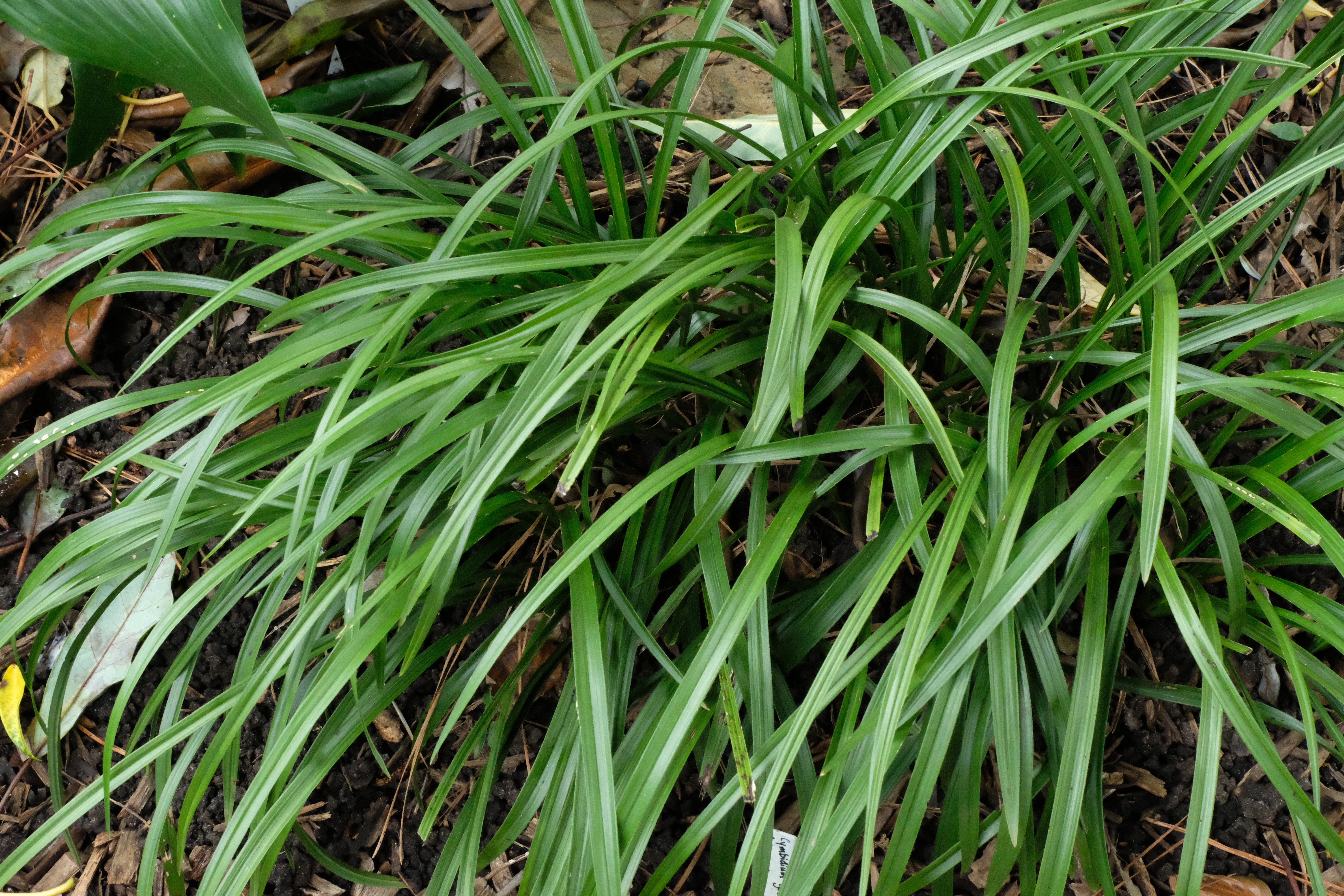 Cymbidium goeringii 'Early Riser' foliage @ JLBG
