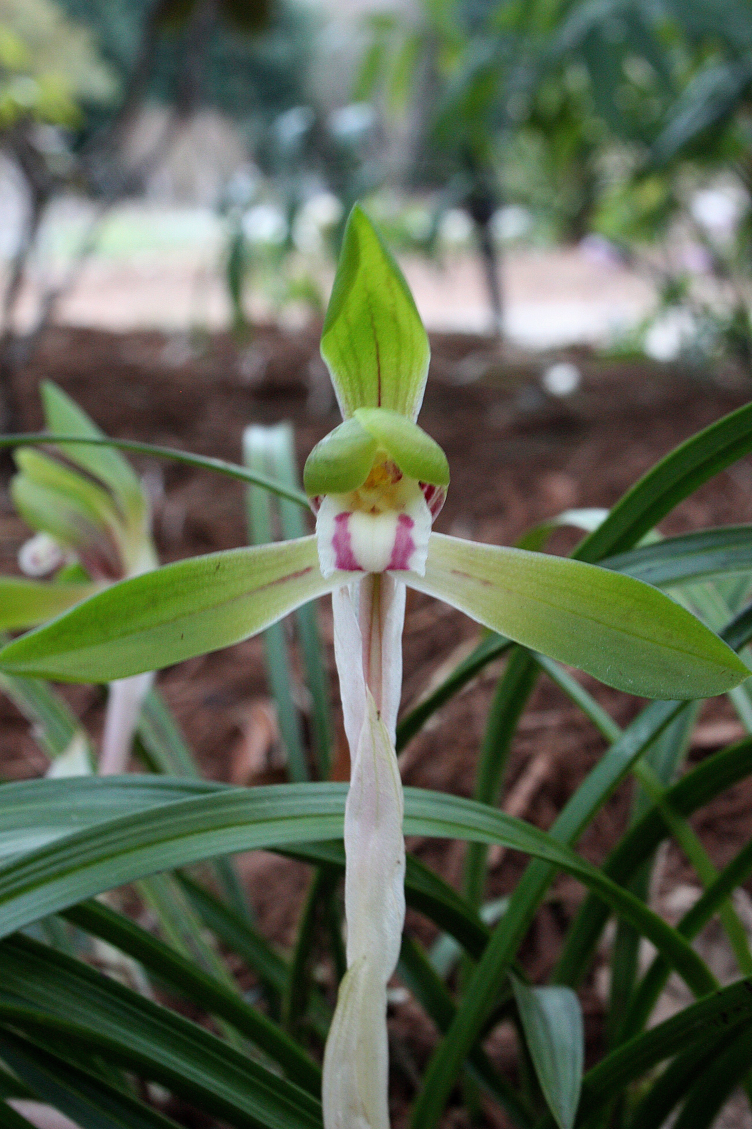 Cymbidium goeringii 'Early Riser' @ JLBG
