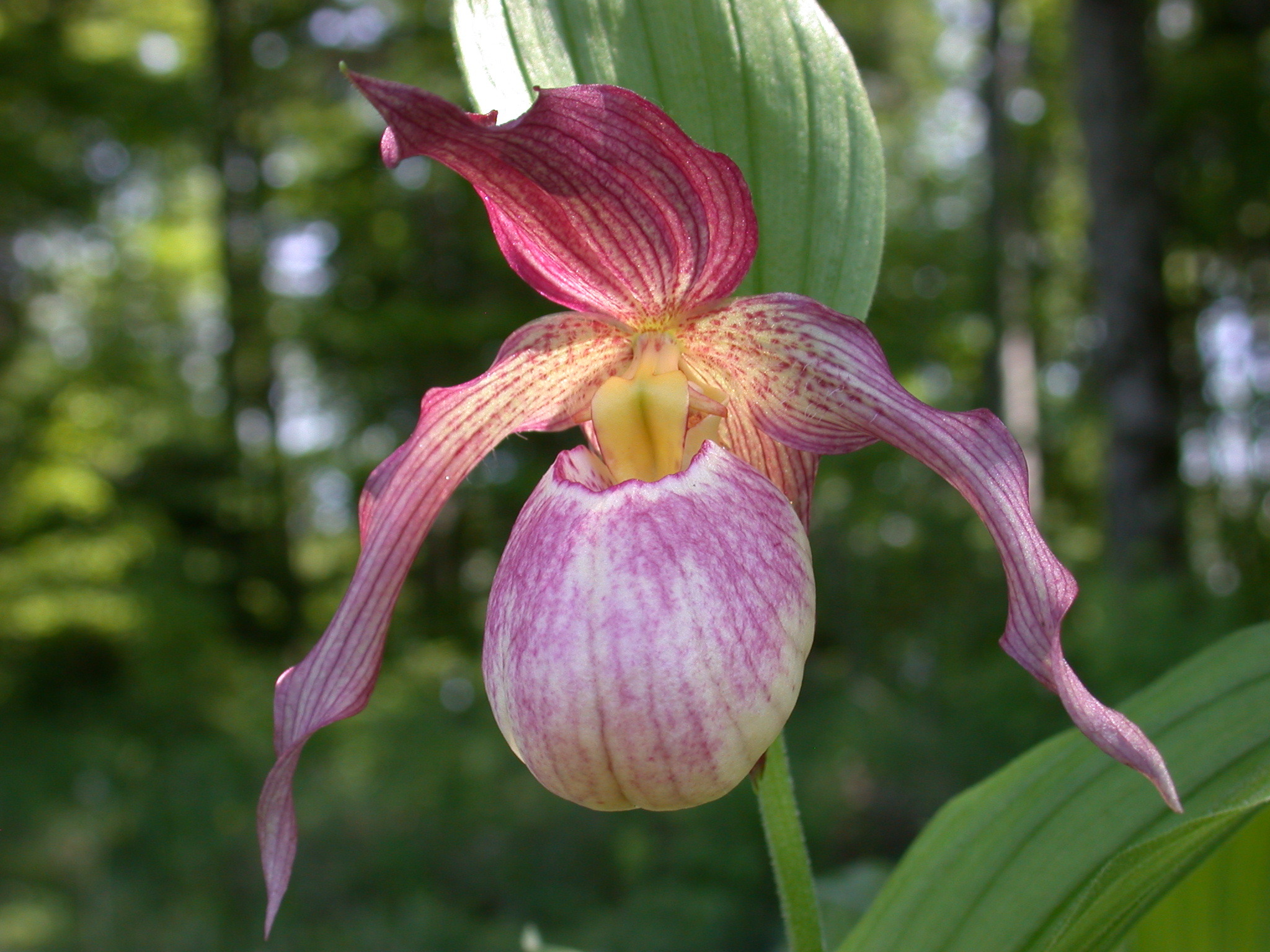 Cypripedium 'Aki' (Michael Weinert)
