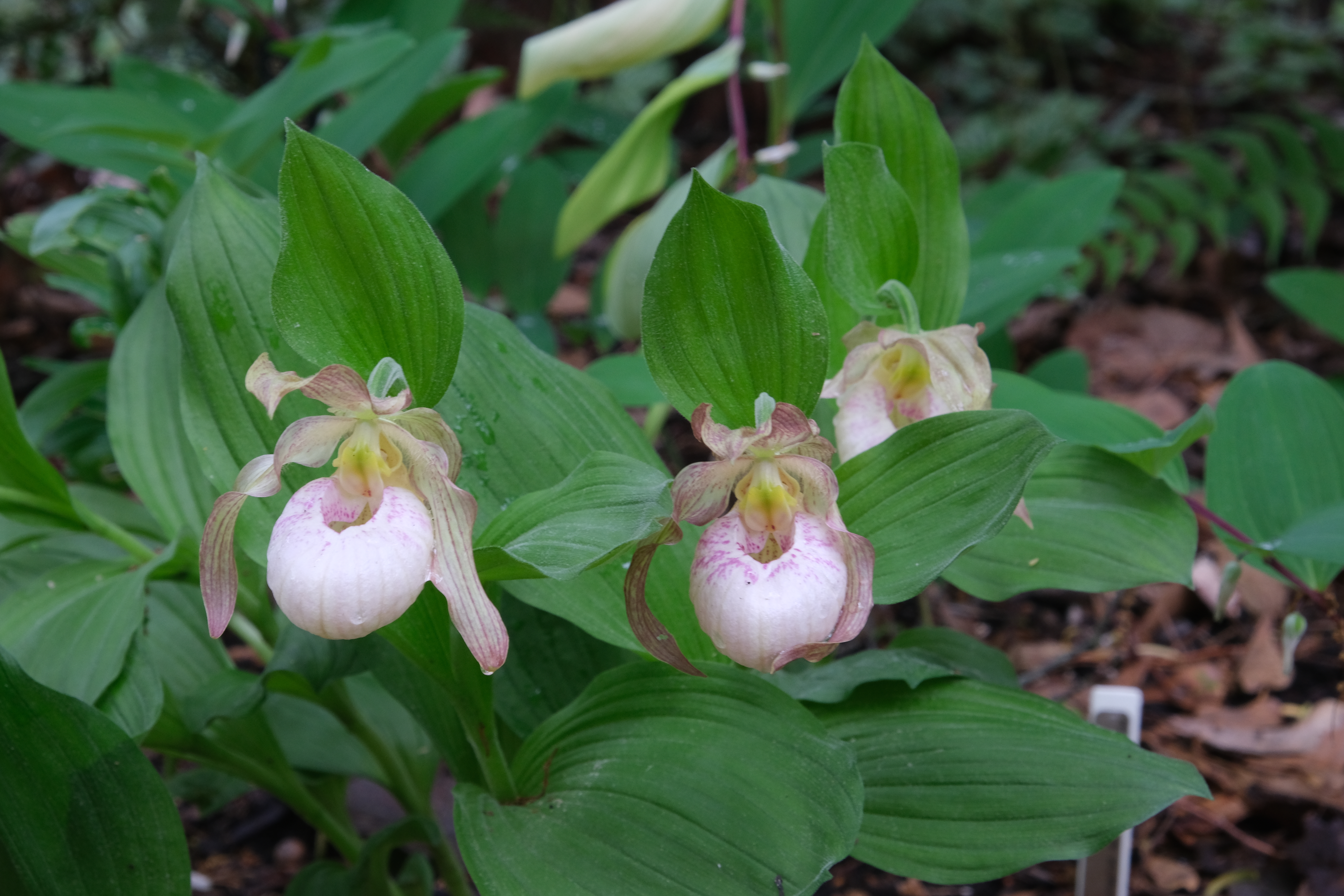 Cypripedium 'Aki Pastel' @ JLBG
