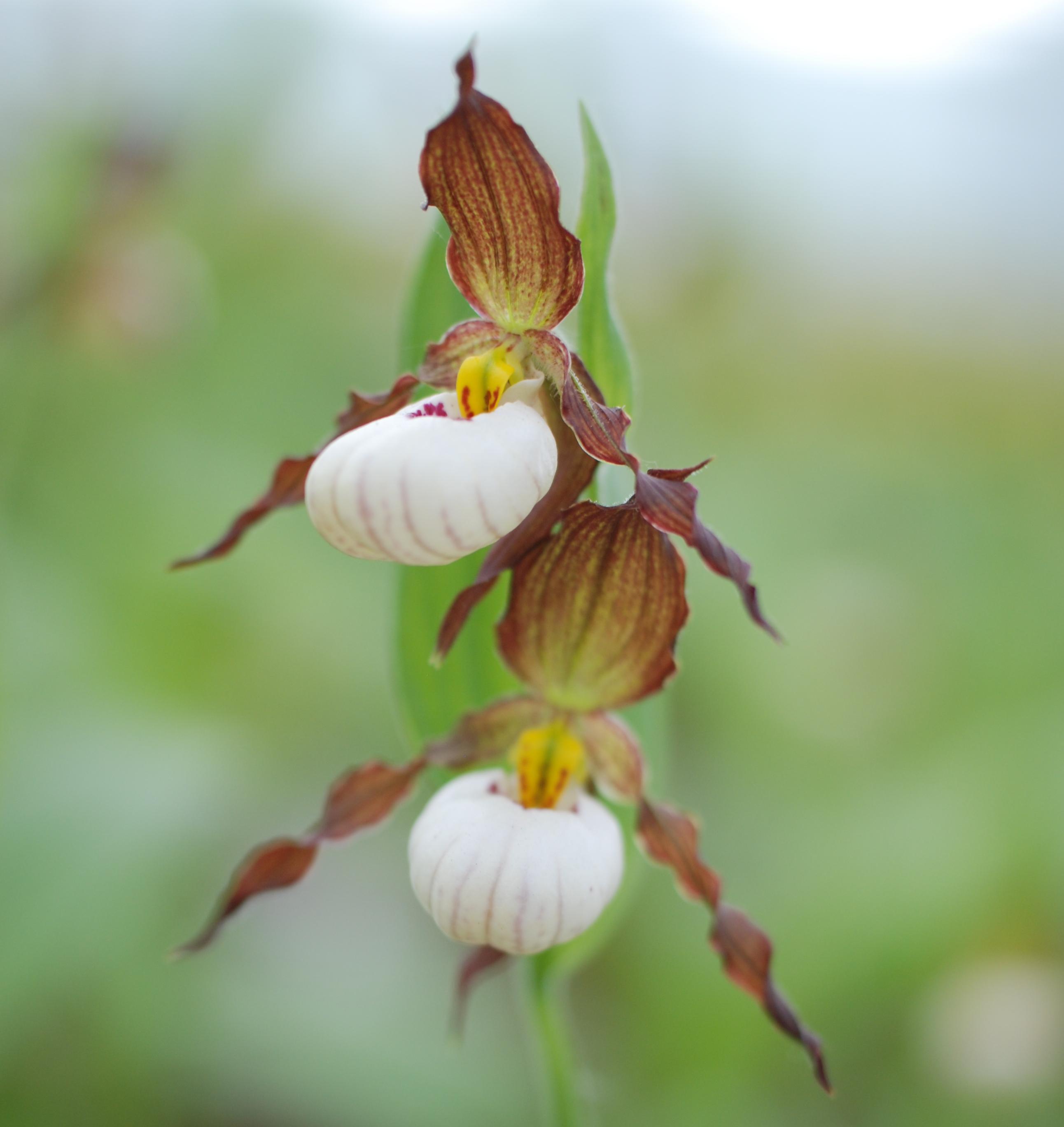 Cypripedium andrewsii (Michael Weinert)
