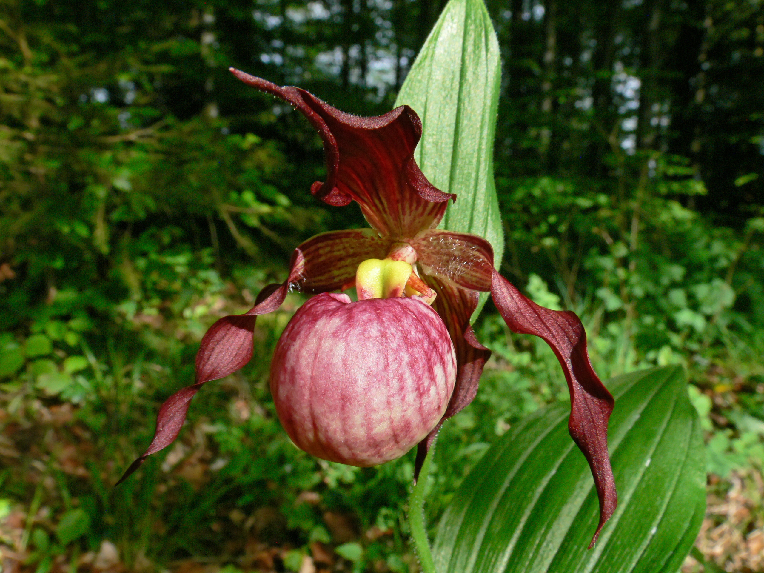 Cypripedium 'Anna' (Michael Weinert)
