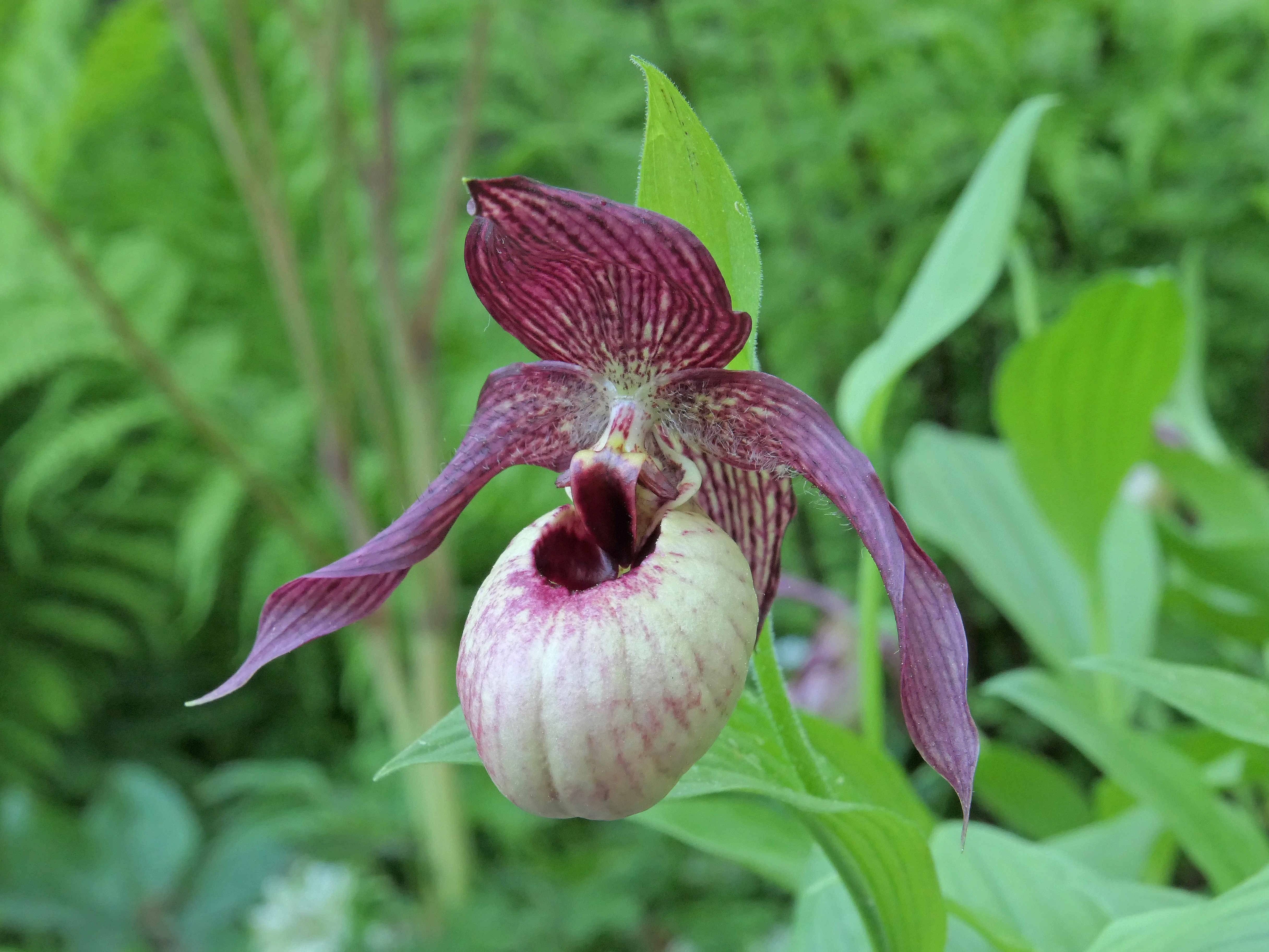 Cypripedium 'Axel' (Michael Weinert)
