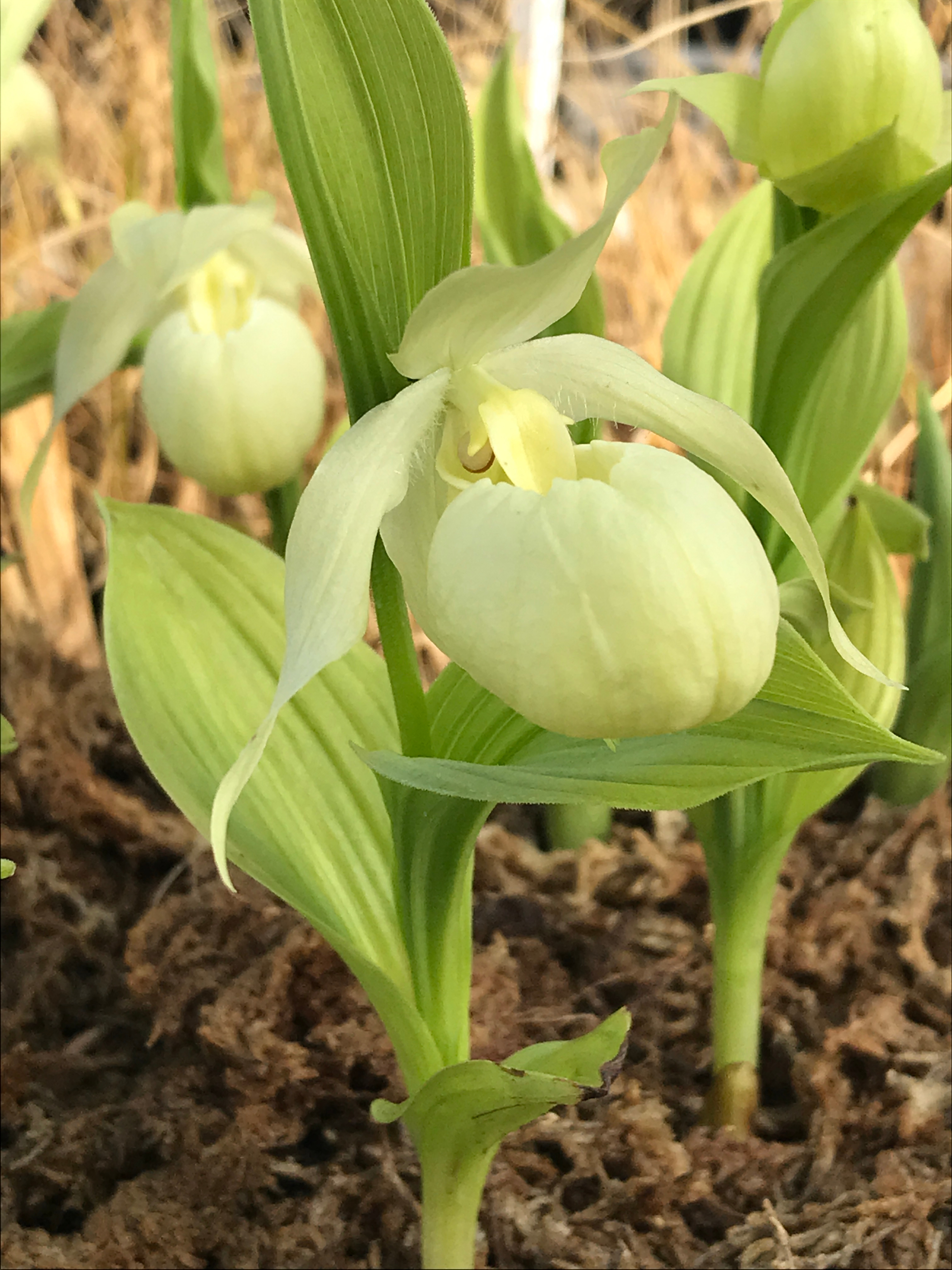 Cypripedium 'Bernd Pastel' @ JLBG (C. Hardison)
