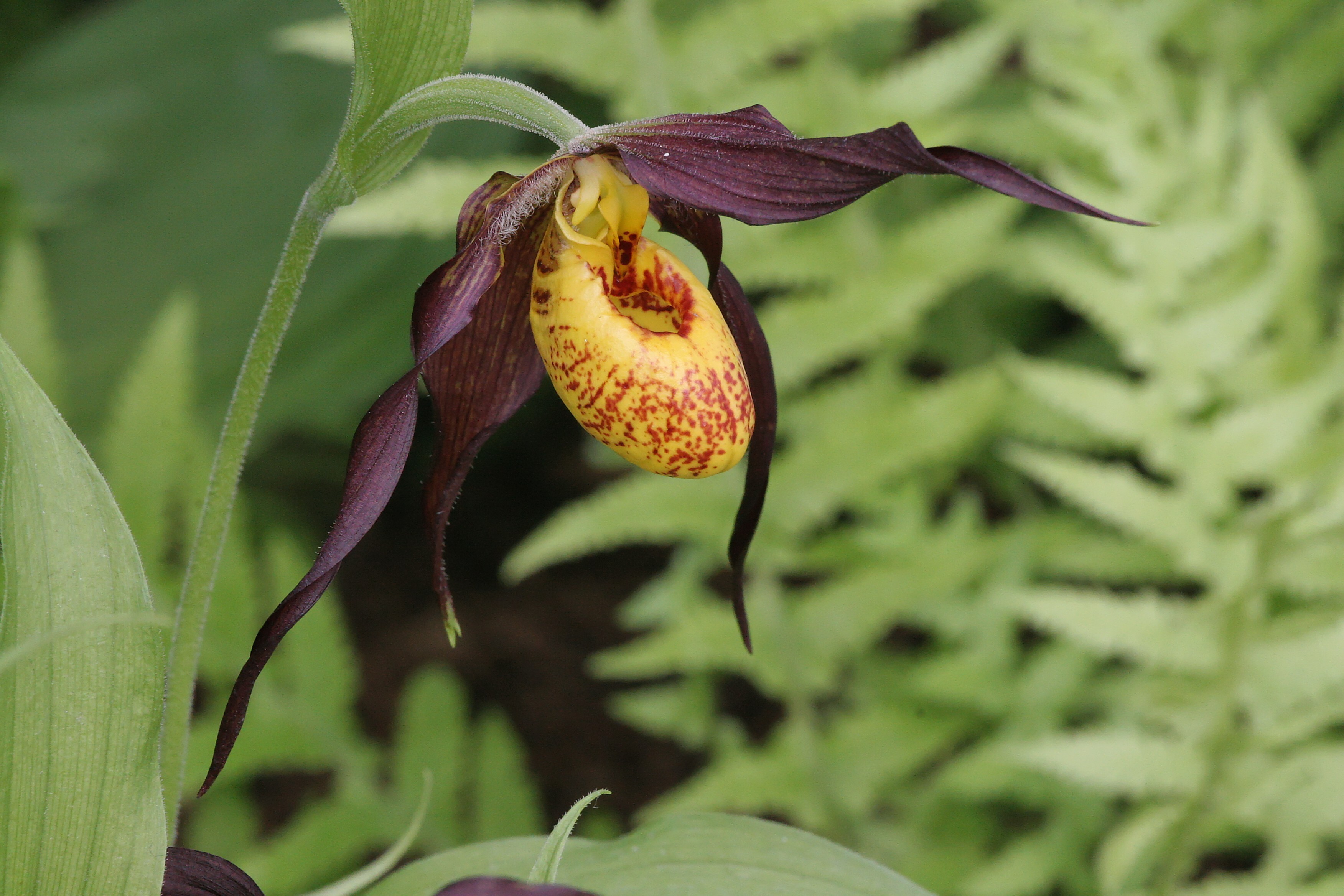 Cypripedium 'Chauncey' (Michael Weinert)

