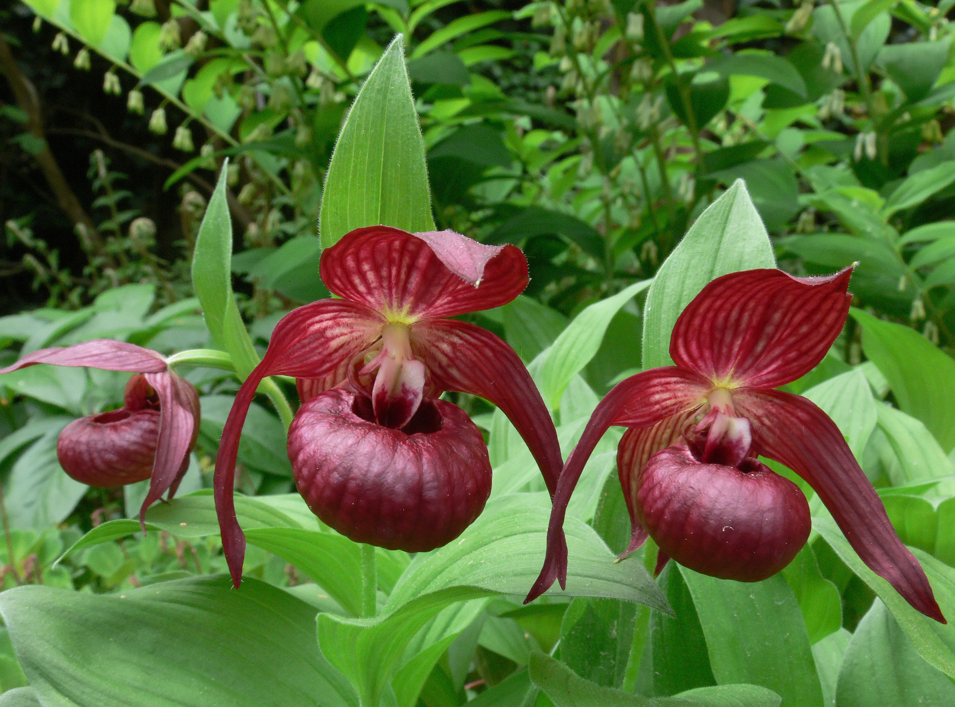Cypripedium 'Christian'
(Michael Weinert)
