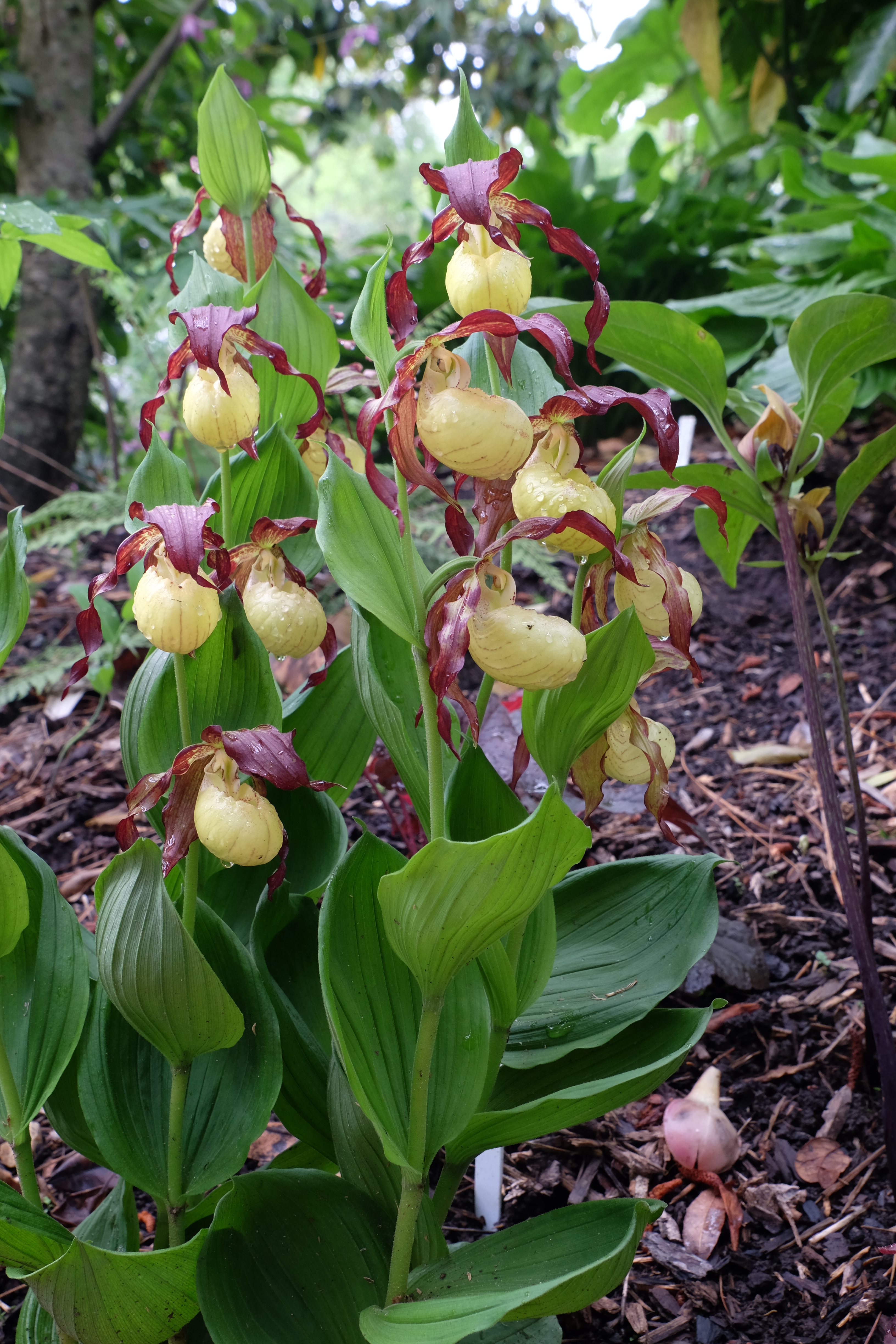 Cypripedium 'Dietrich' @ JLBG
