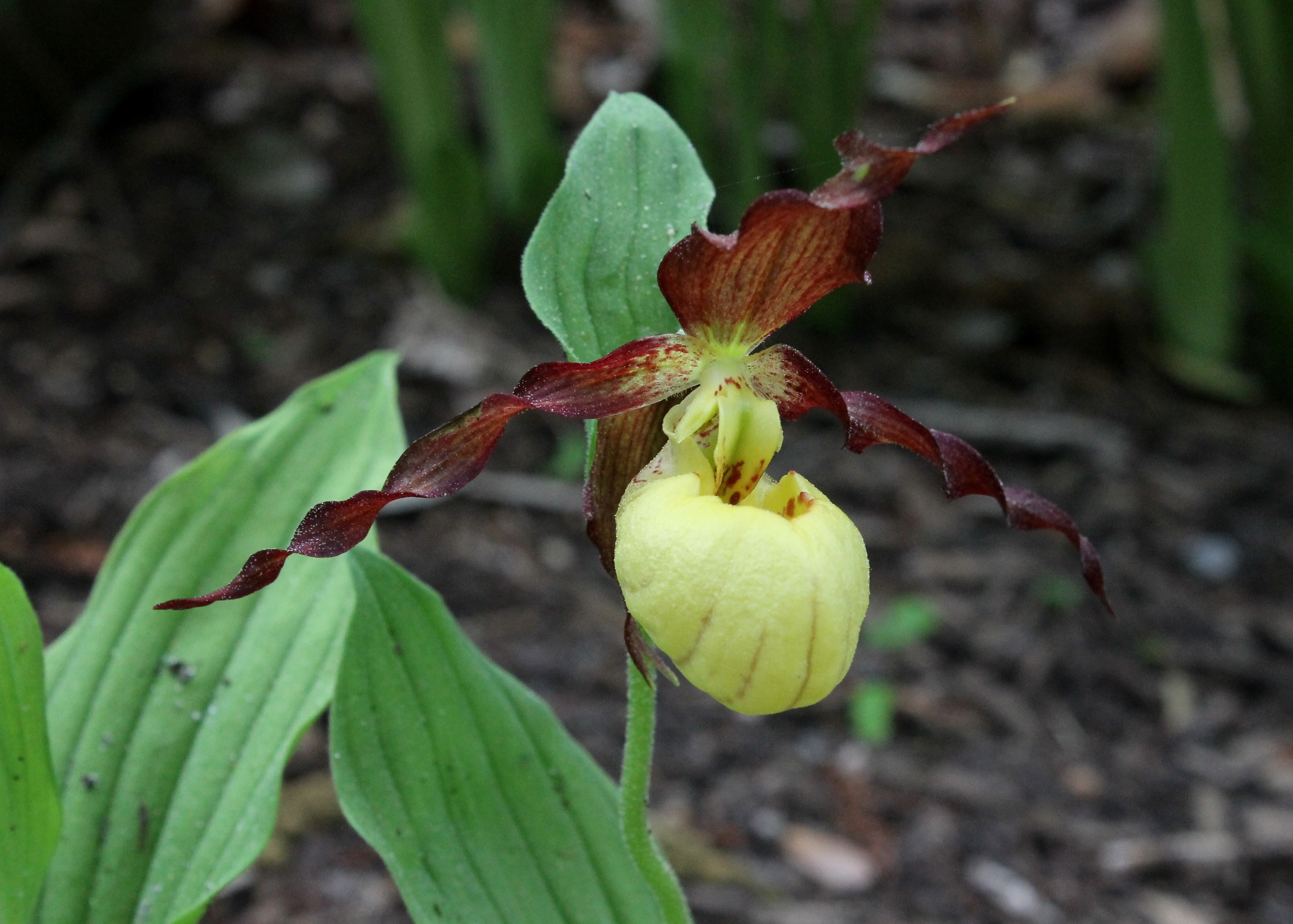 Cypripedium 'Emil' @ JLBG
