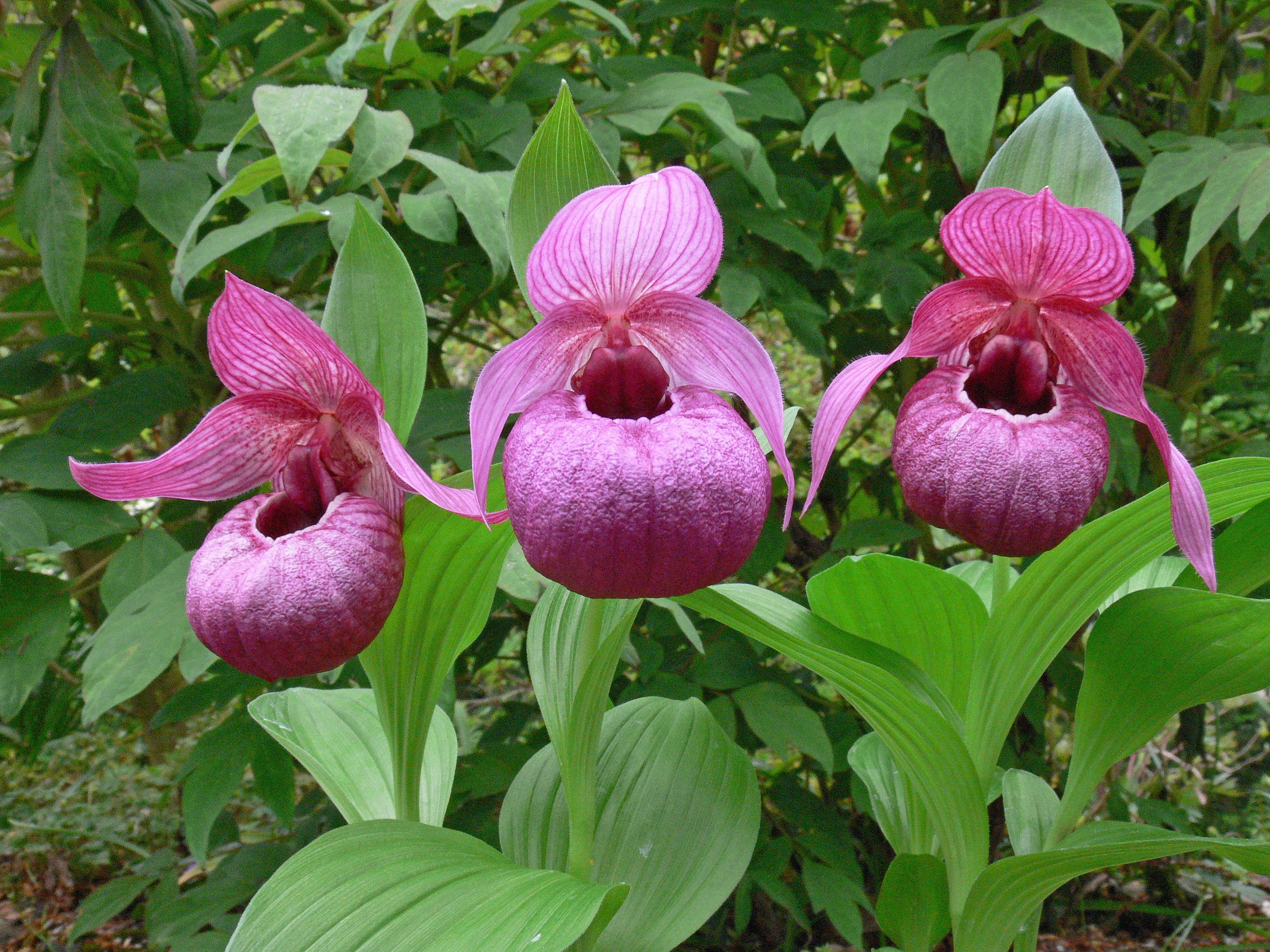 Cypripedium 'Eurasia' (Michael Weinert)
