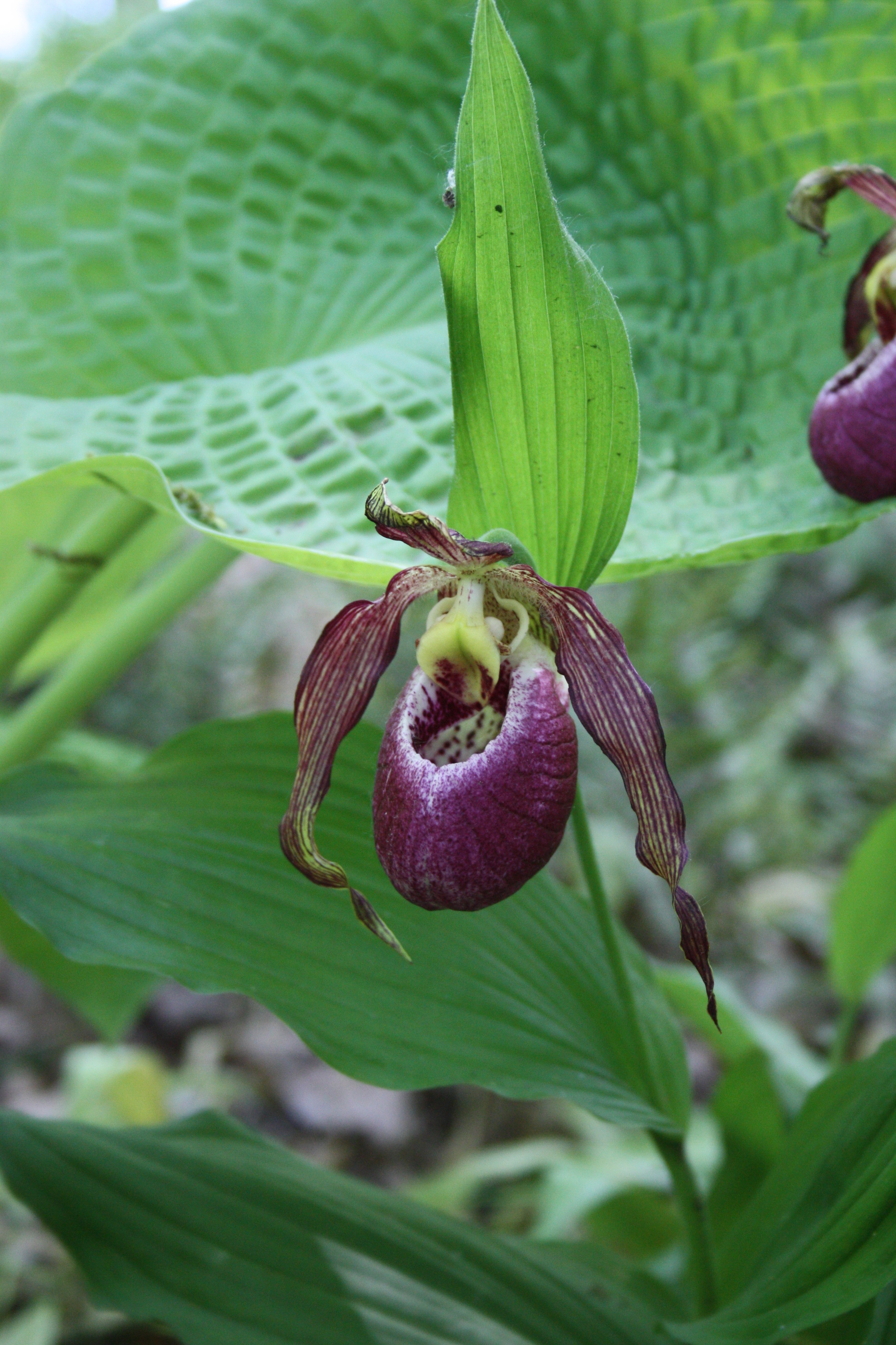 Cypripedium 'Frances' @ Hans Hansen Gdn MN
