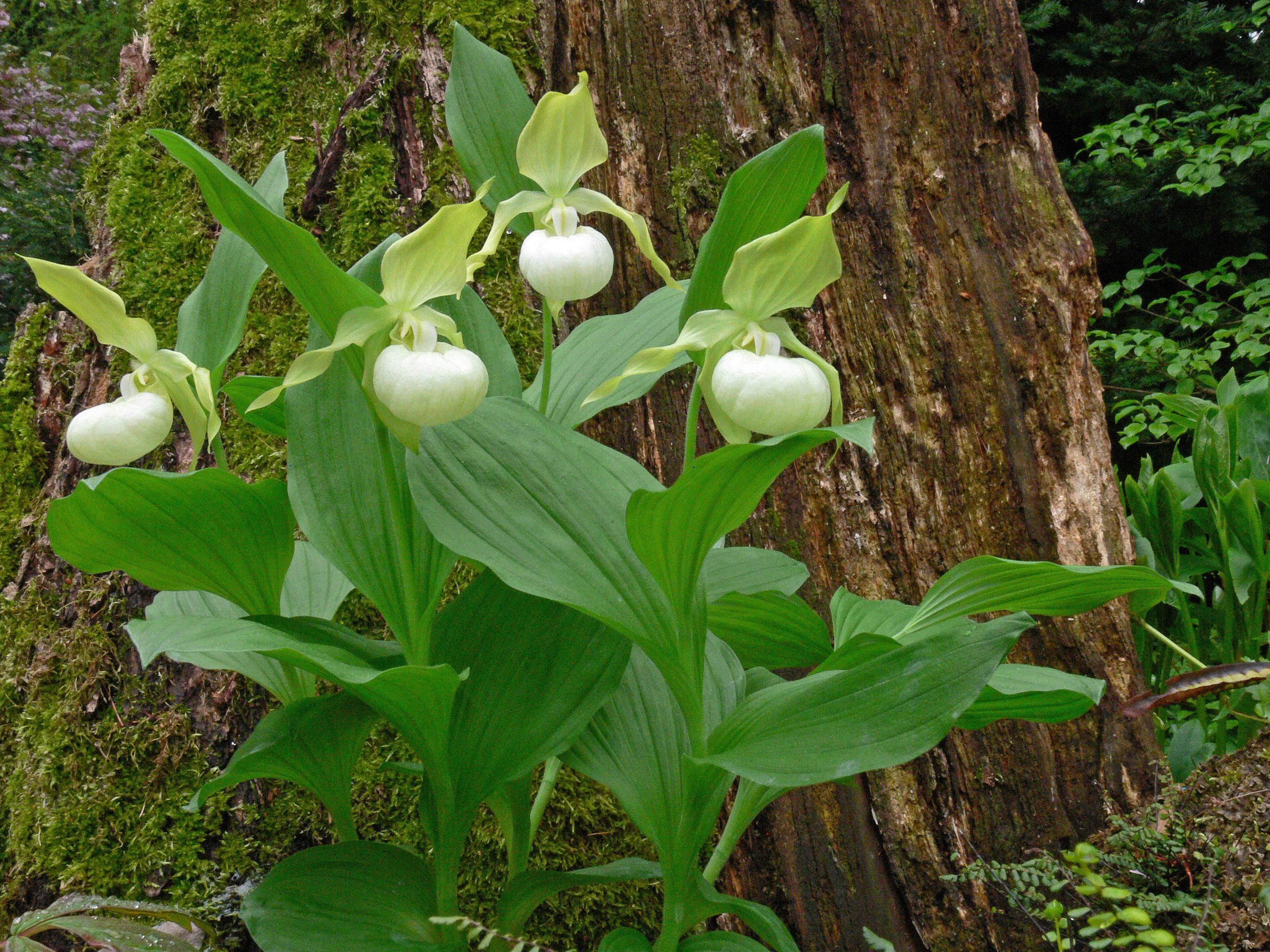 Cypripedium 'Frosch's Queen of the Mist' (Michael  Weinert)
