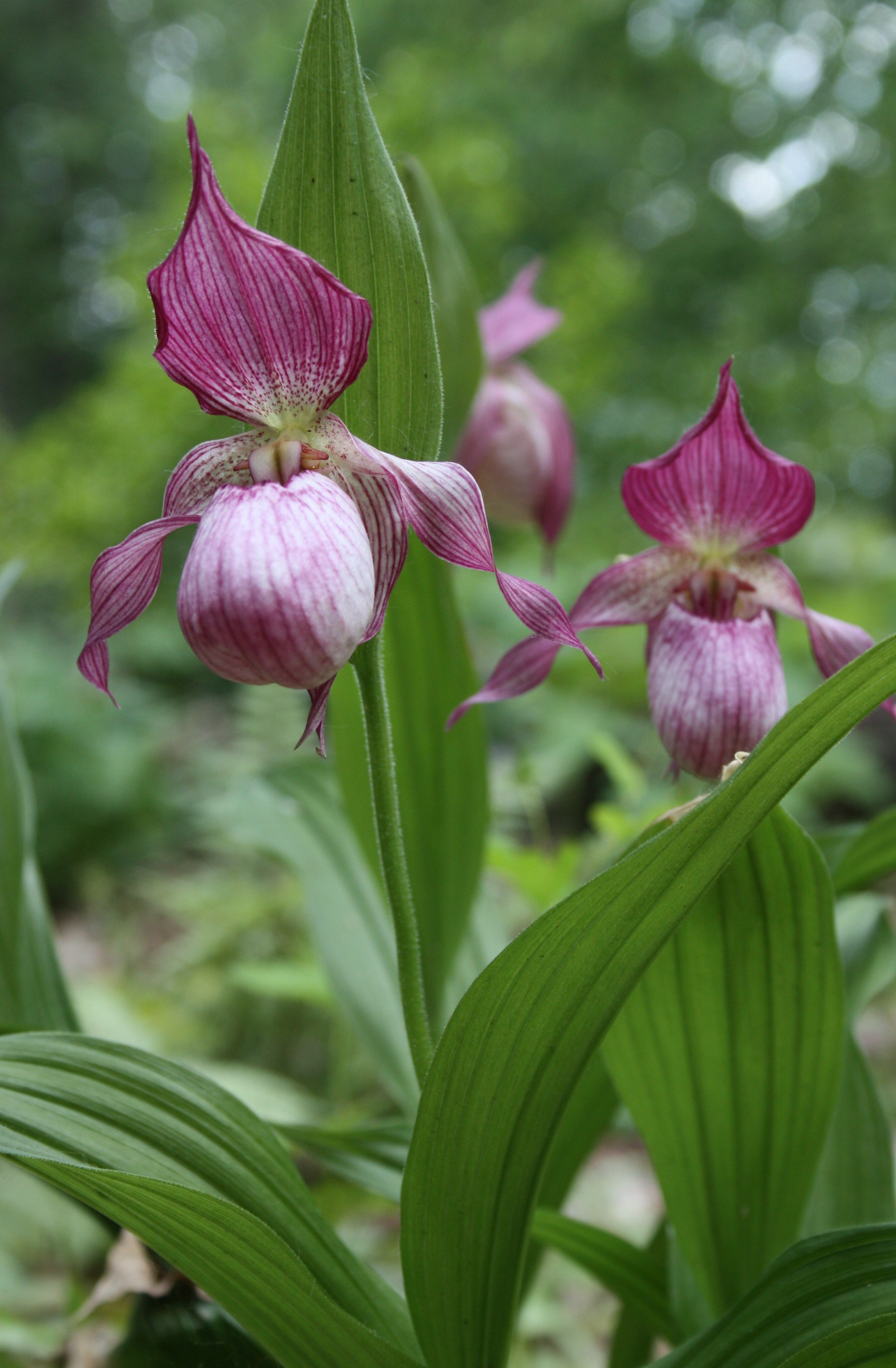 Cypripedium 'Gisela' @ Hans Hansen Gdn, MN
