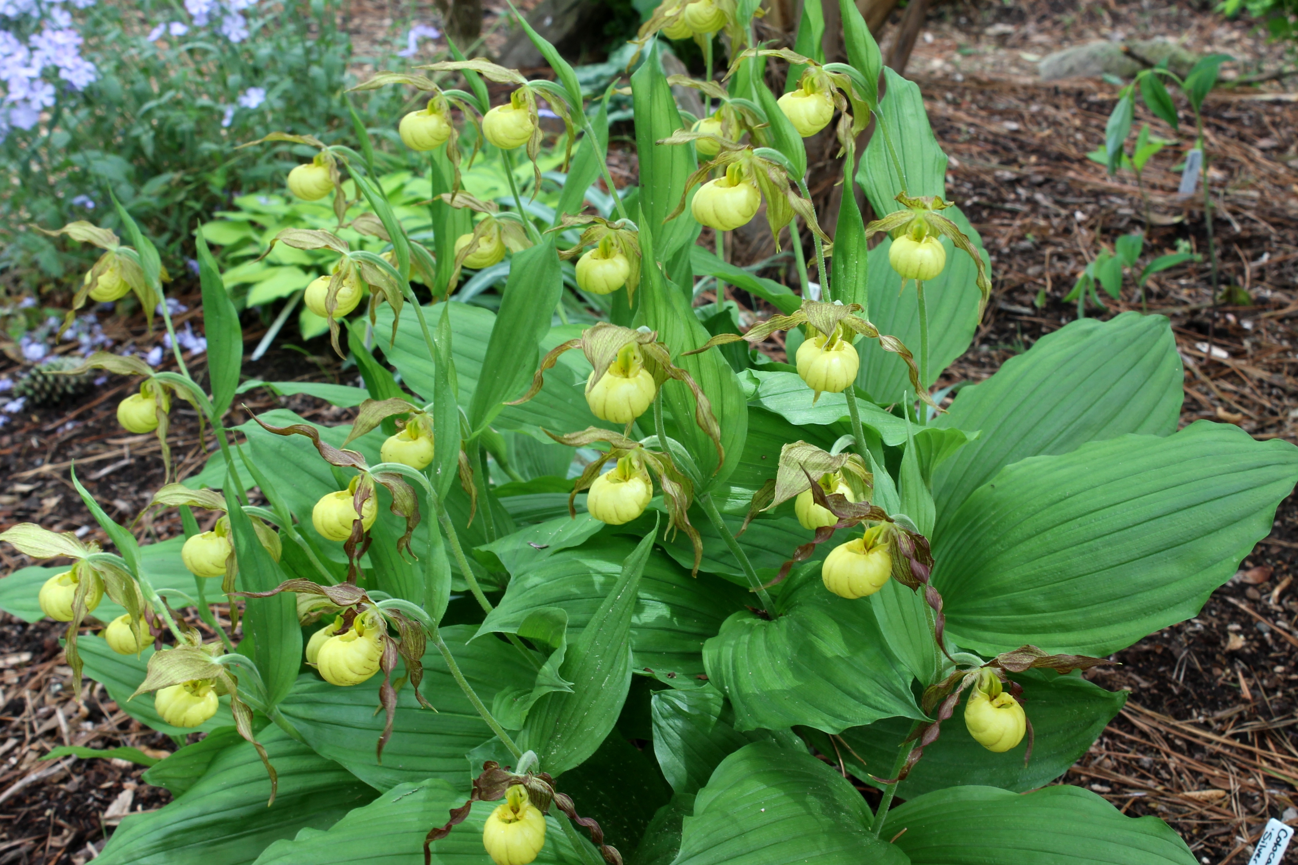 Cypripedium 'Hank Small' @ JLBG
