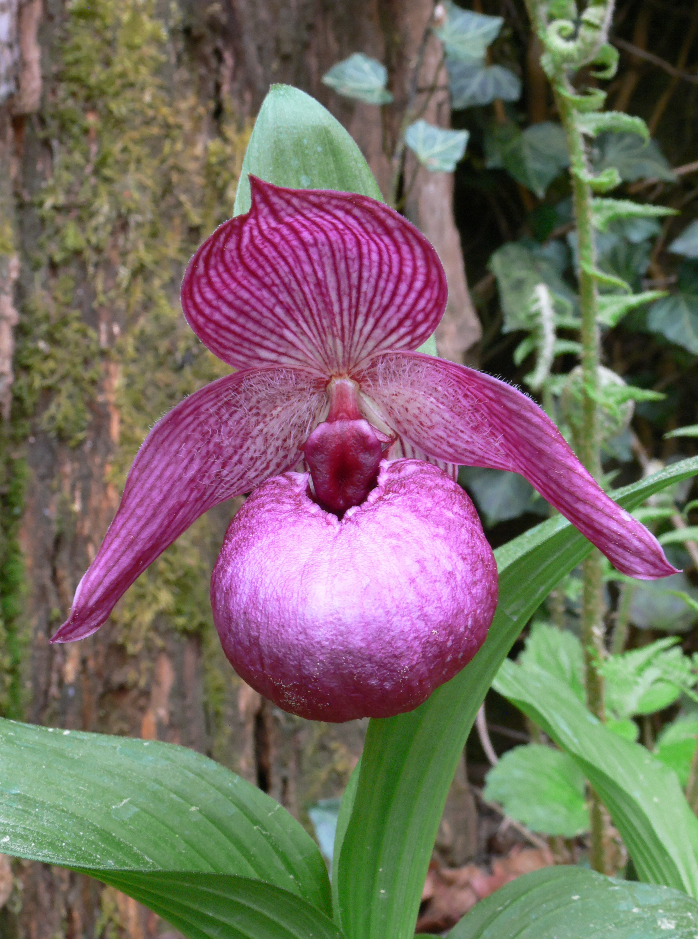 Cypripedium 'Henric' (Michael Weinert)
