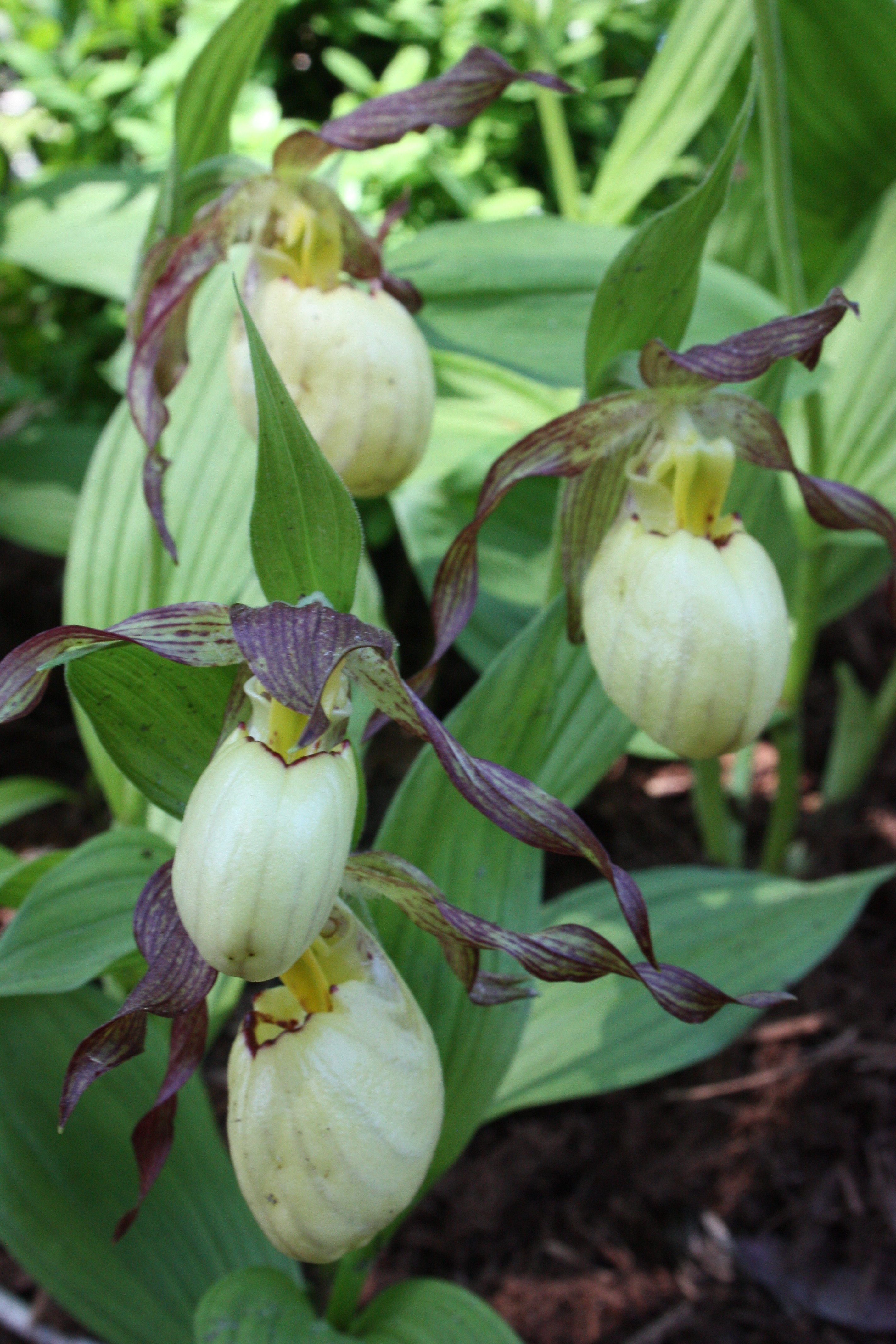 Cypripedium 'Inge' flowers @ JLBG