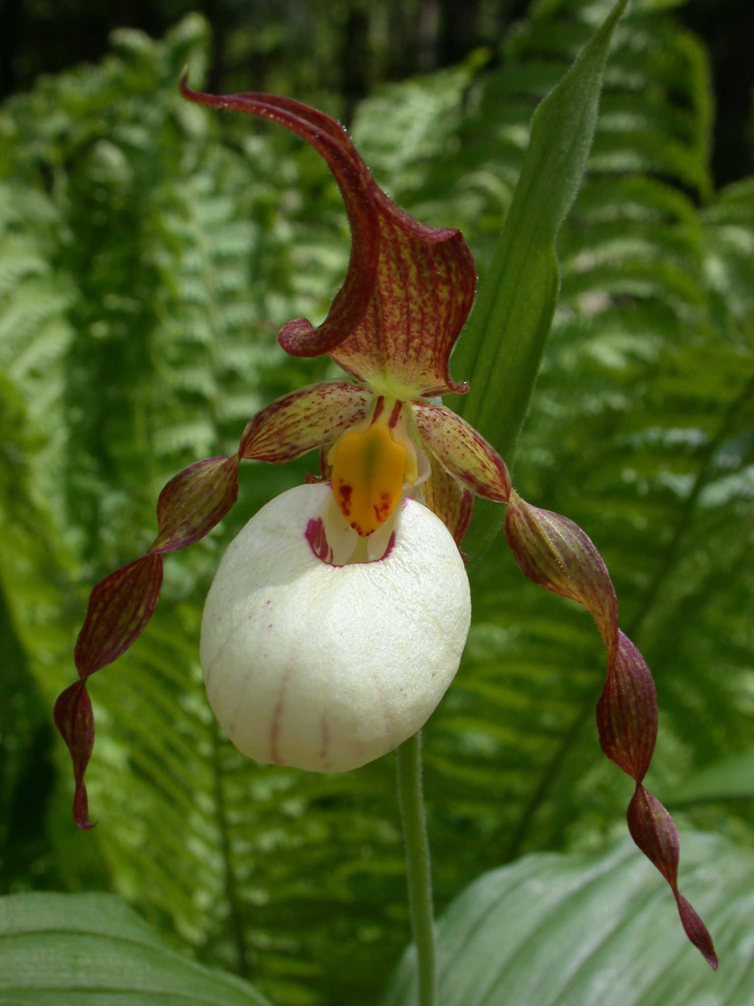 Cypripedium 'Ingrid' @ JLBG
