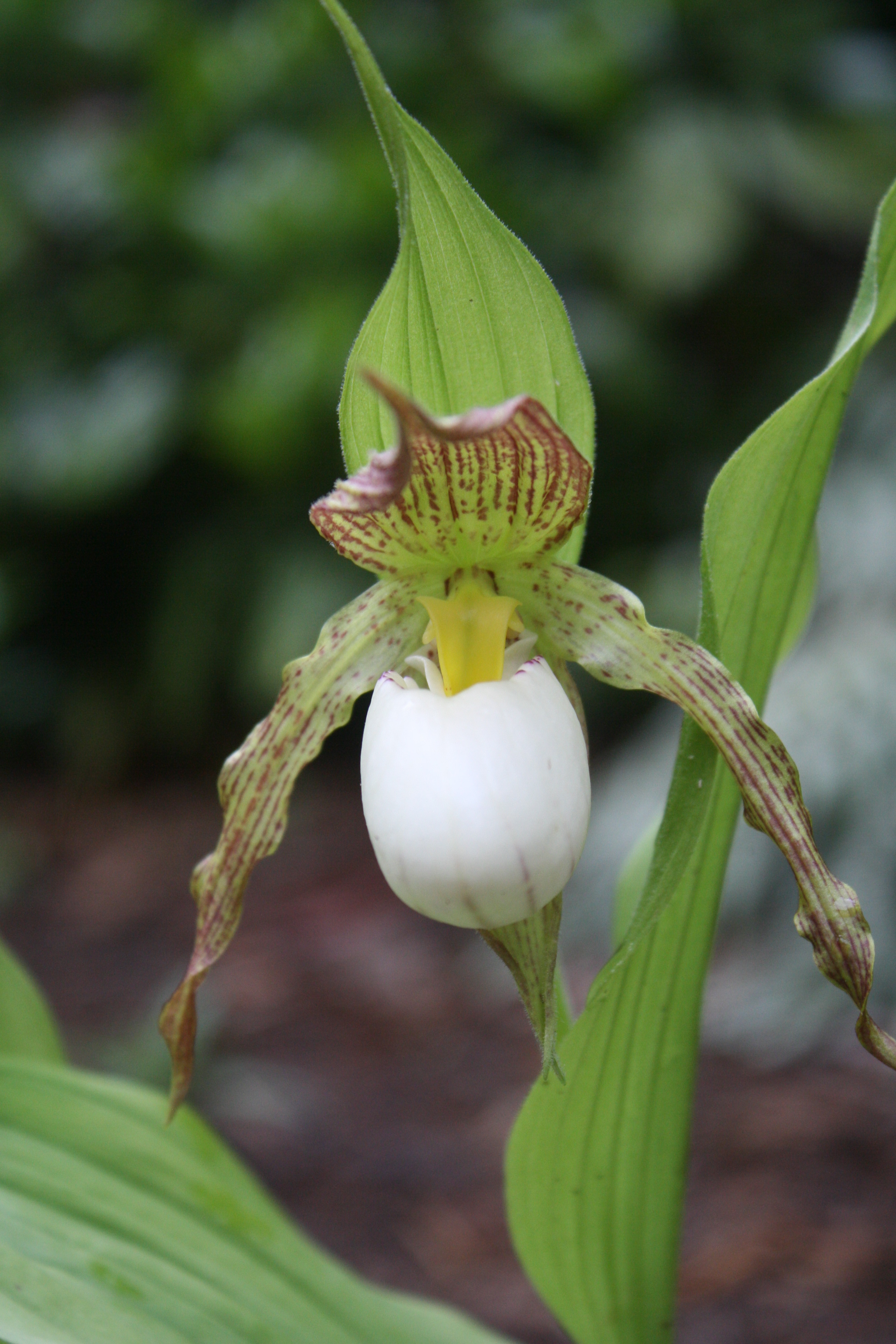 Cypripedium 'Ivory' @ JLBG
