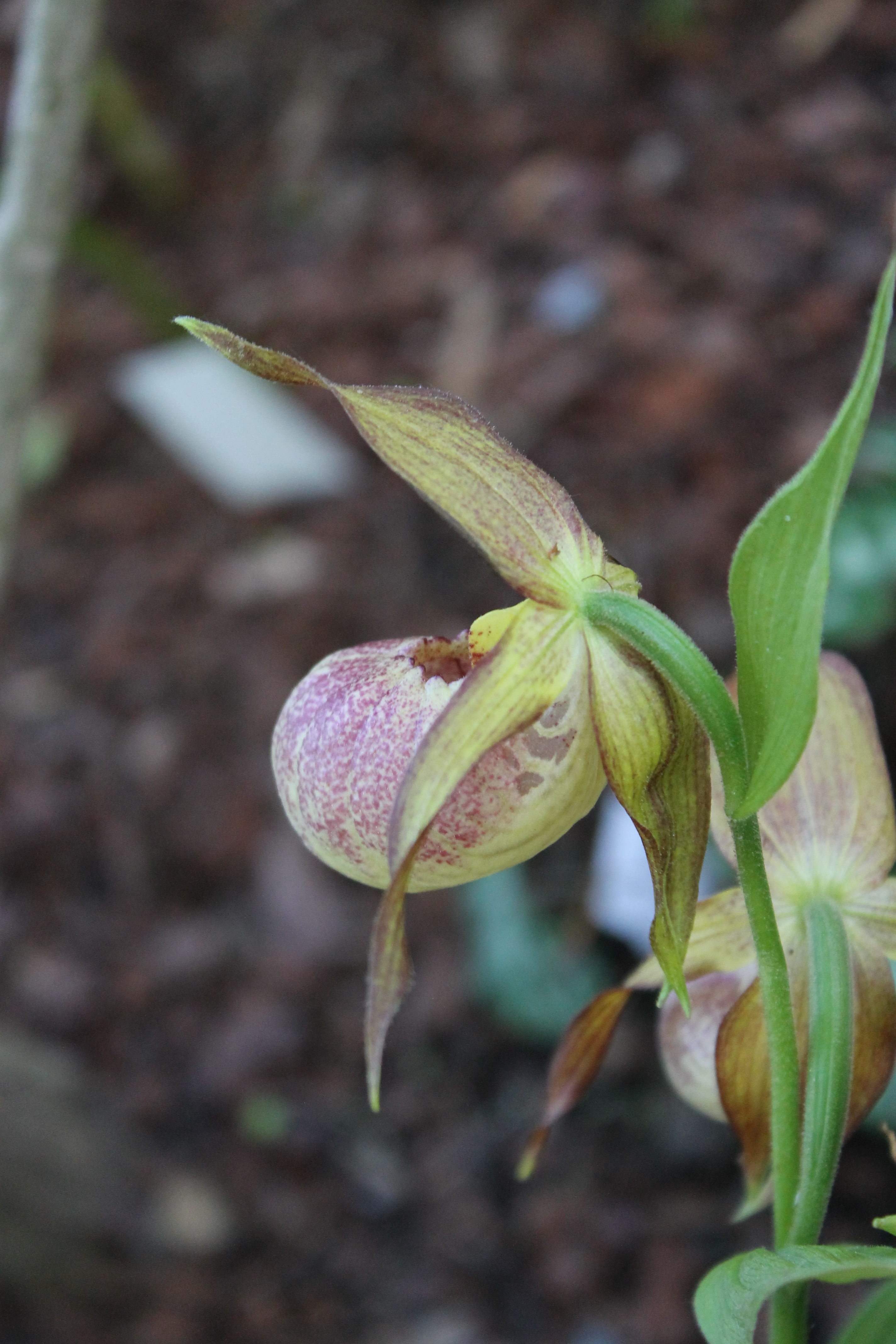 Cypripedium 'Jens' at Ulf Sill Gdn, Denmark

