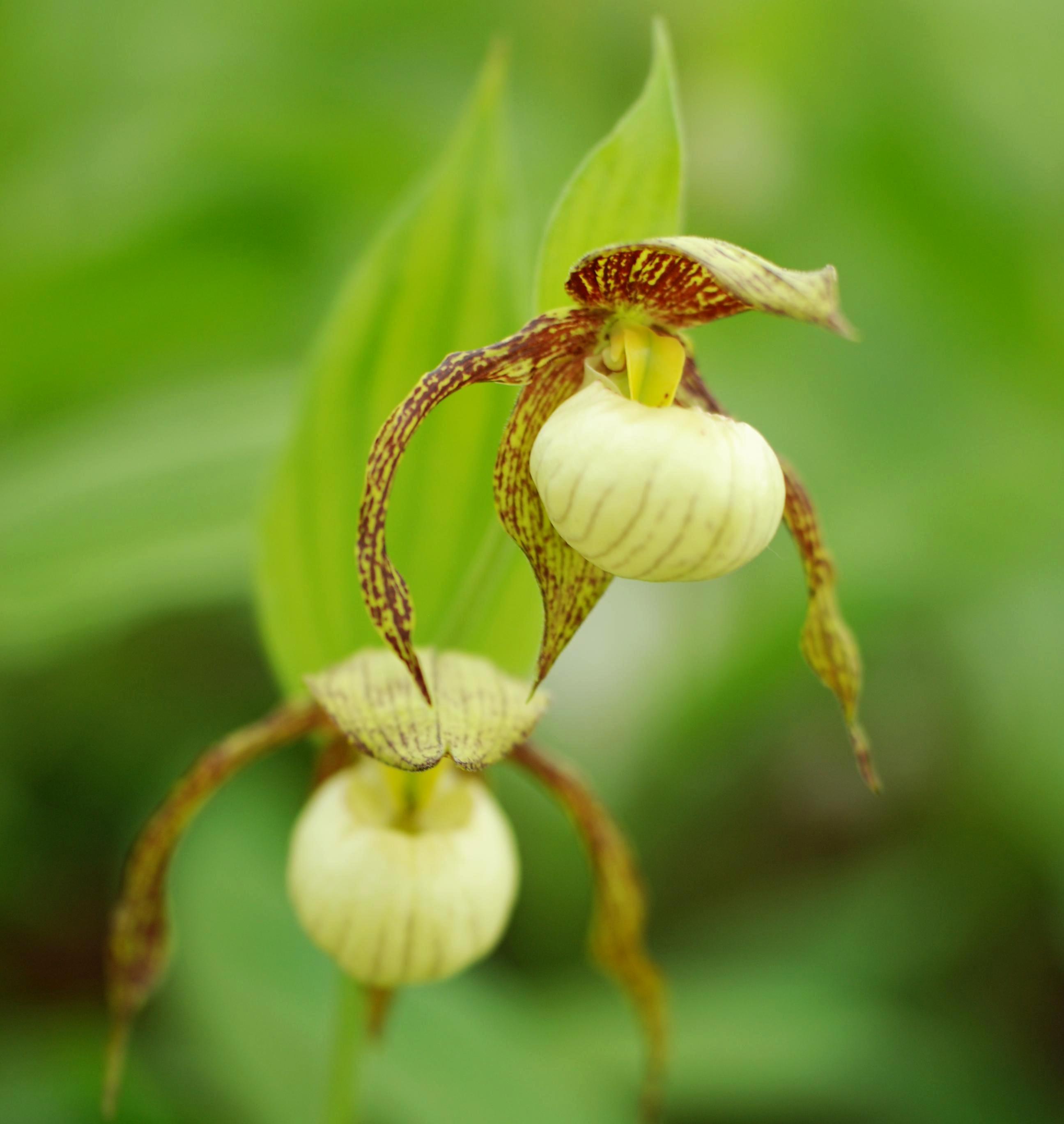 Cypripedium 'Kathleen Anne Green' (Michael Weinert)
