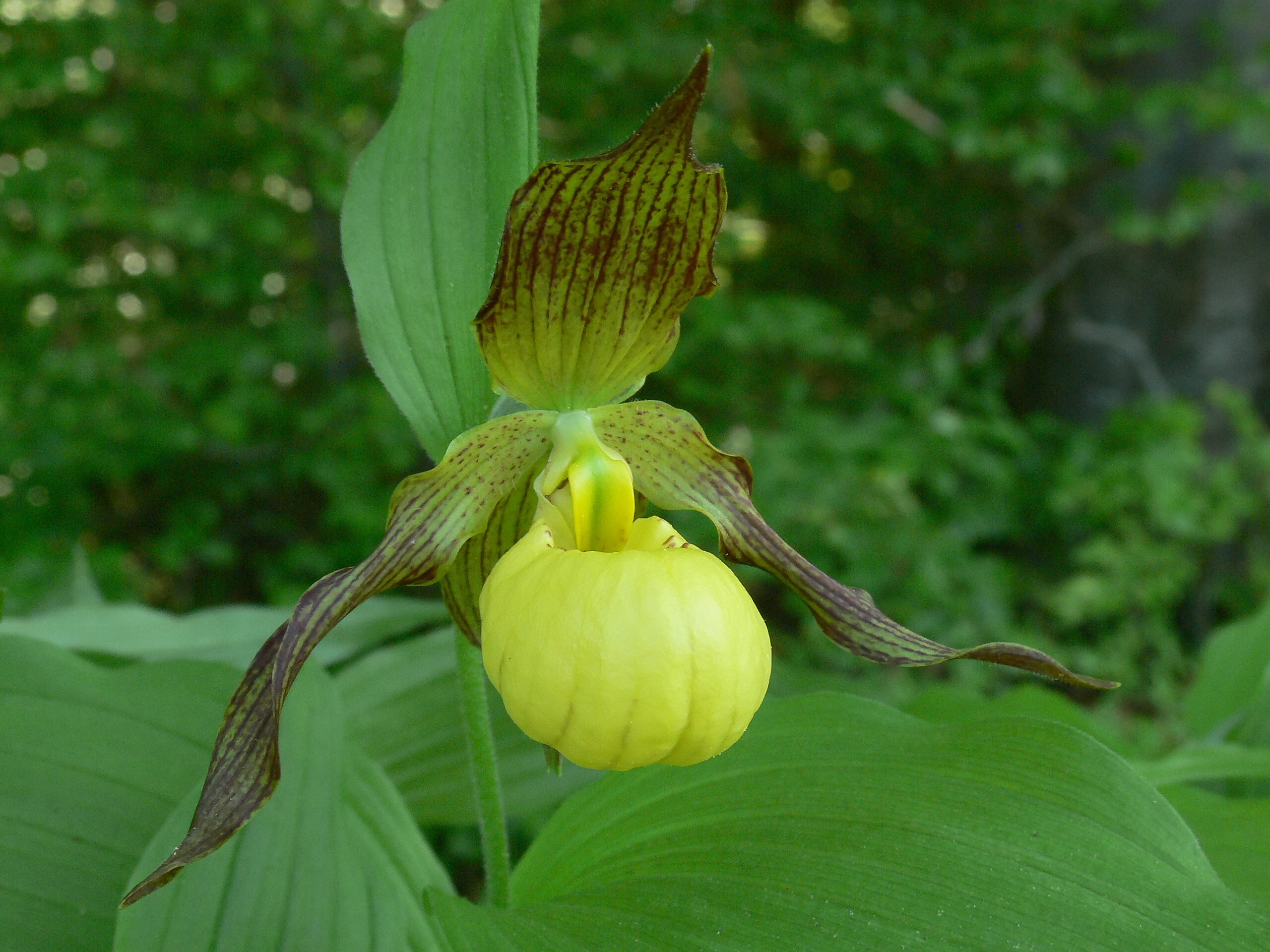 Cypripedium 'Kristy Lyn' (Michael Weinert)
